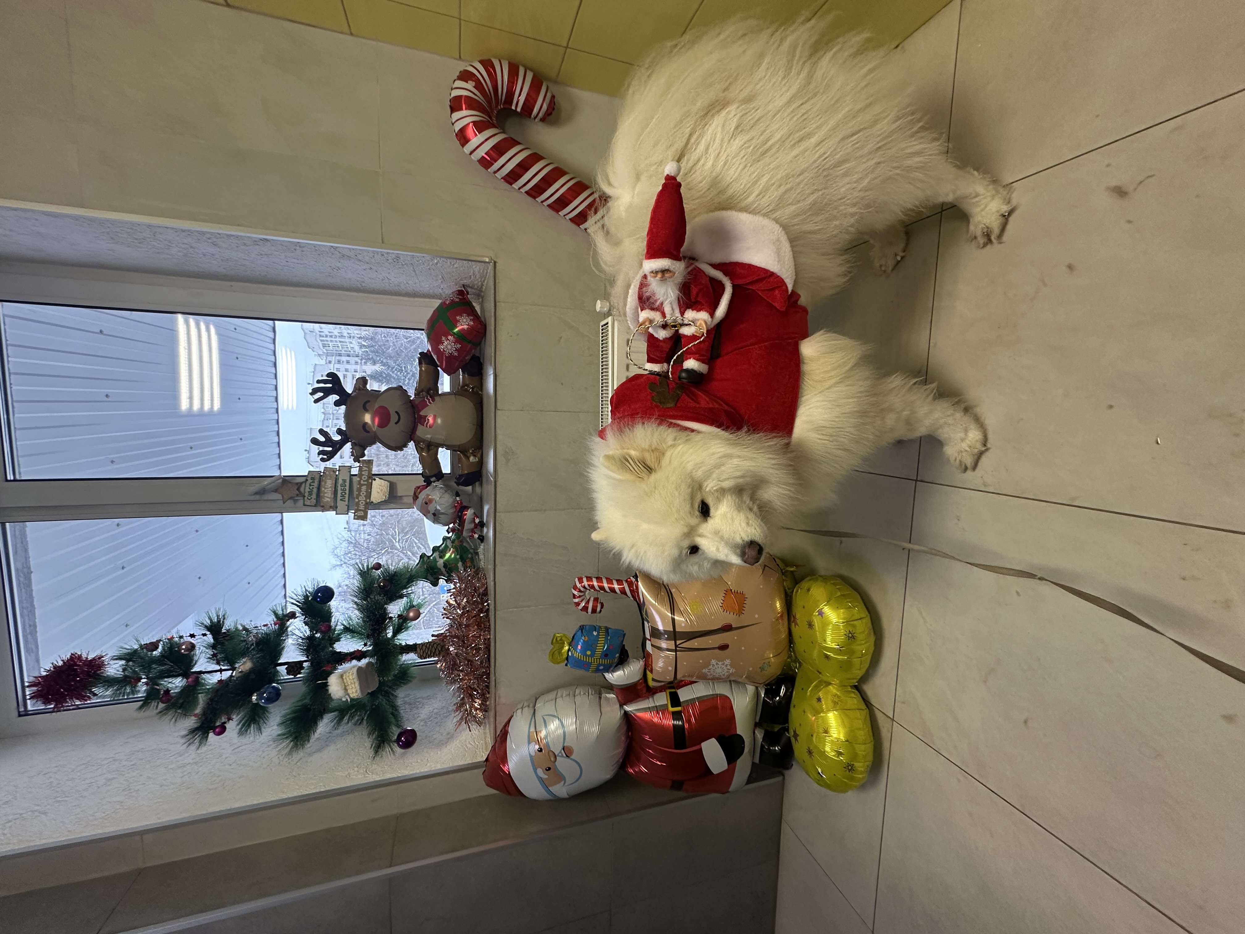 Фото из поста собаки Каспер породы Самоед в социальной сети Собакин сайт