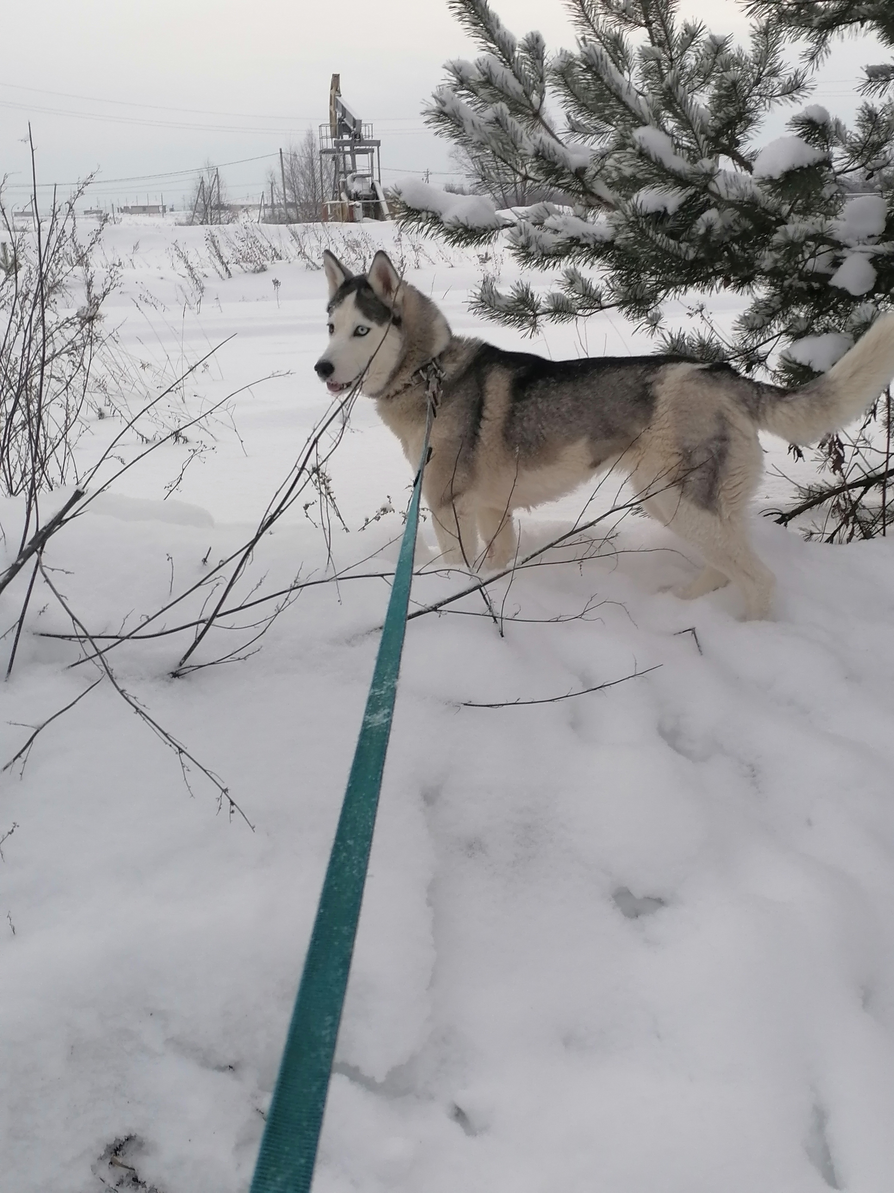 Собака Лиза из приюта Вторая Жизнь🐕🐈 - взять собаку из приюта на Собакин сайте