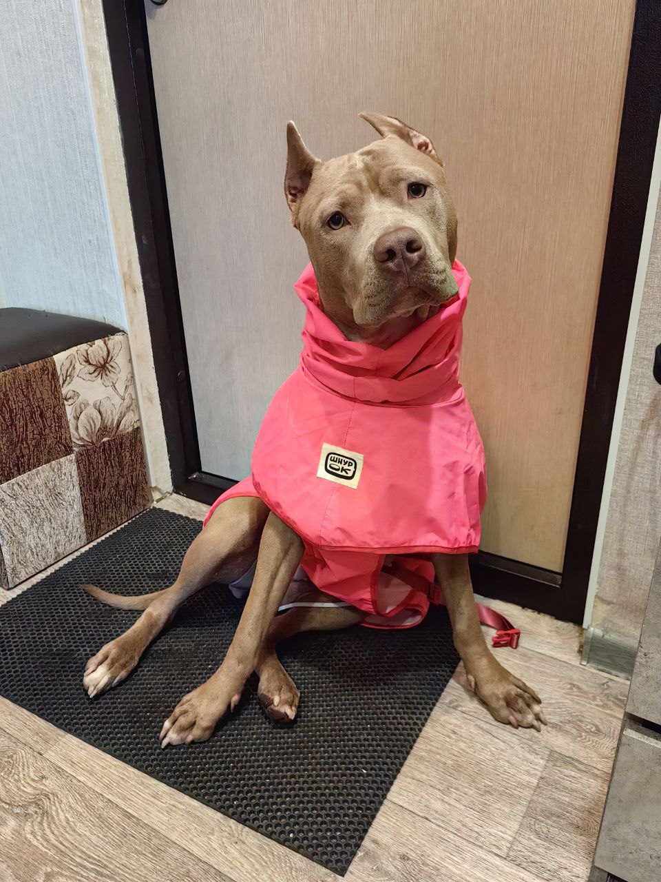 Собака Моня породы Американский питбультерьер в социальной сети Собакин сайт