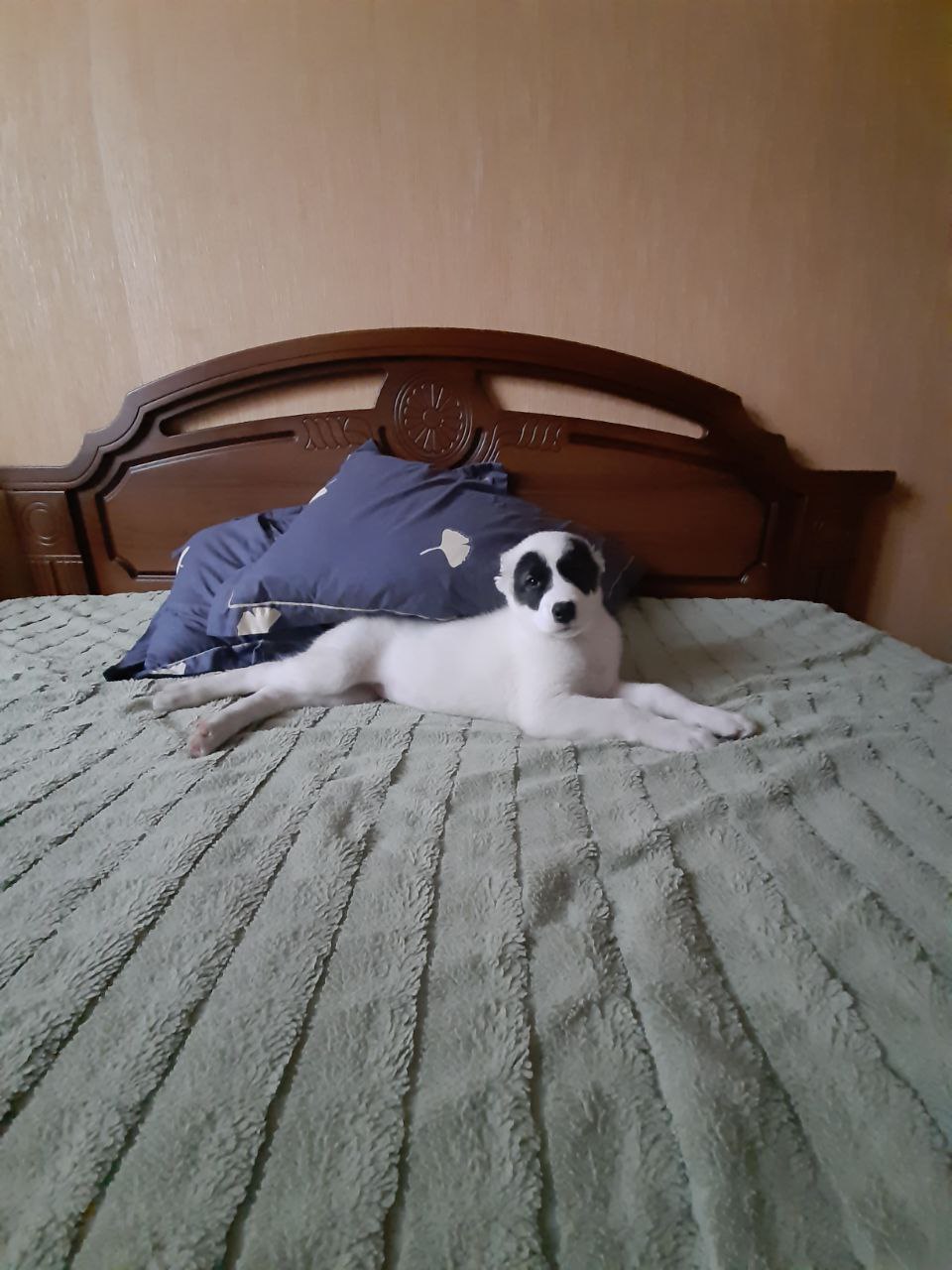 Фото из поста собаки Коба породы Среднеазиатская овчарка в социальной сети Собакин сайт