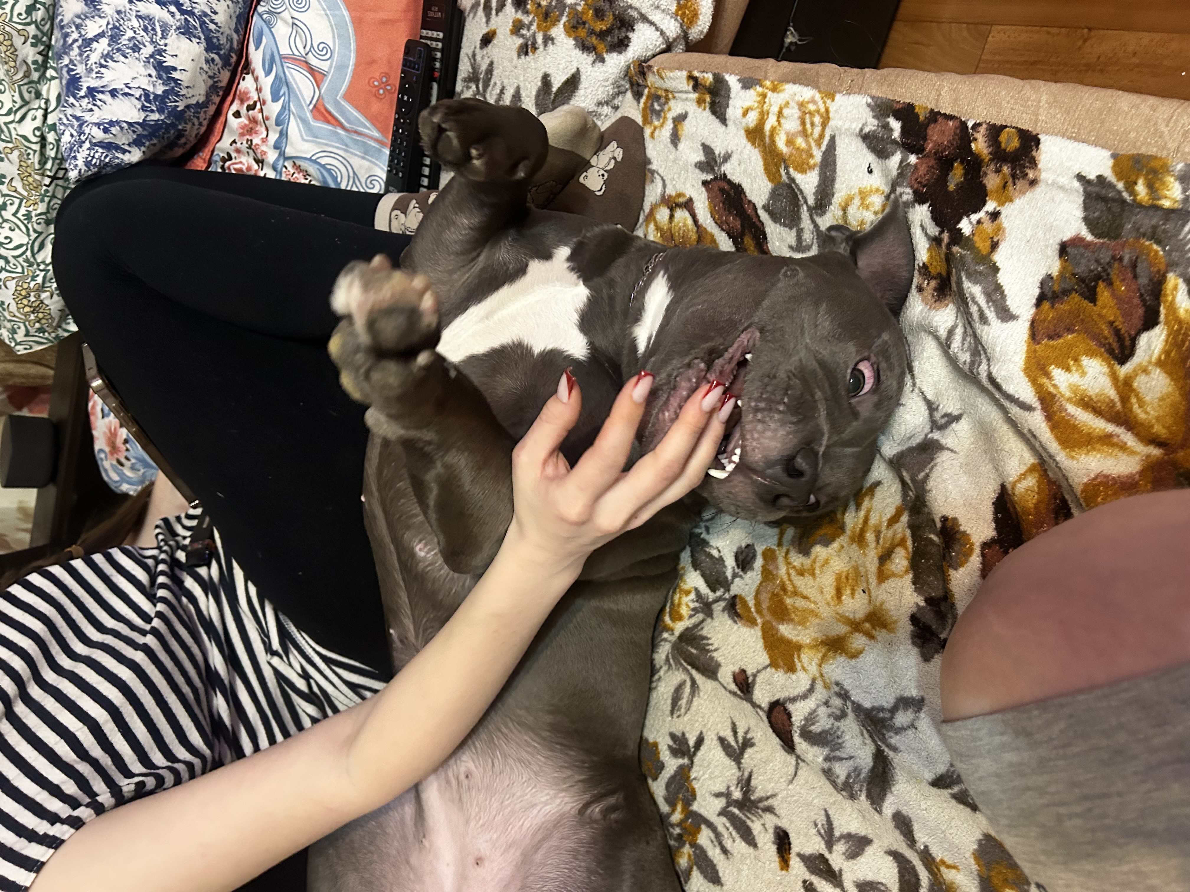 Фото из поста собаки Лили породы Американский булли в социальной сети Собакин сайт