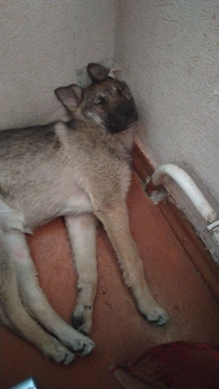 Фото из поста собаки Боня породы Метис / Дворяне в социальной сети Собакин сайт