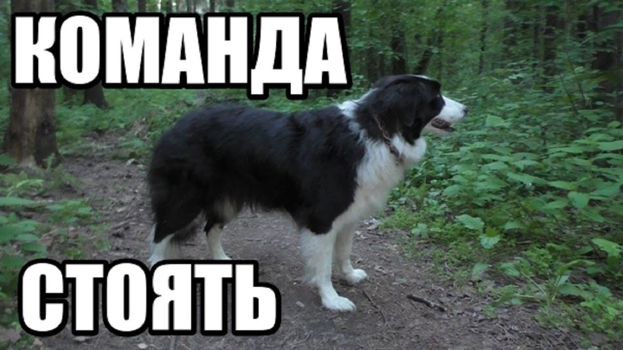 Стой (Стоять)