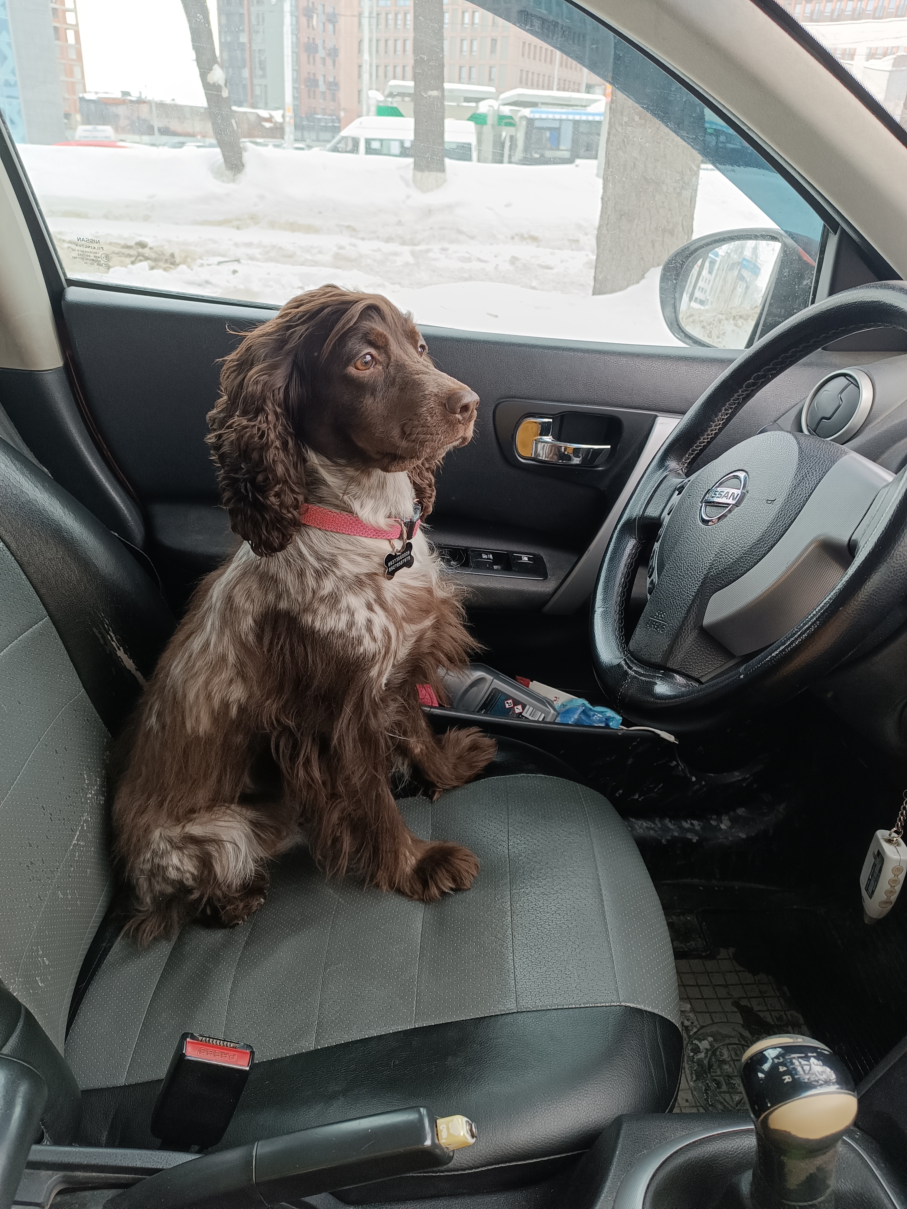 Фото из поста собаки Элис породы Спаниель в социальной сети Собакин сайт