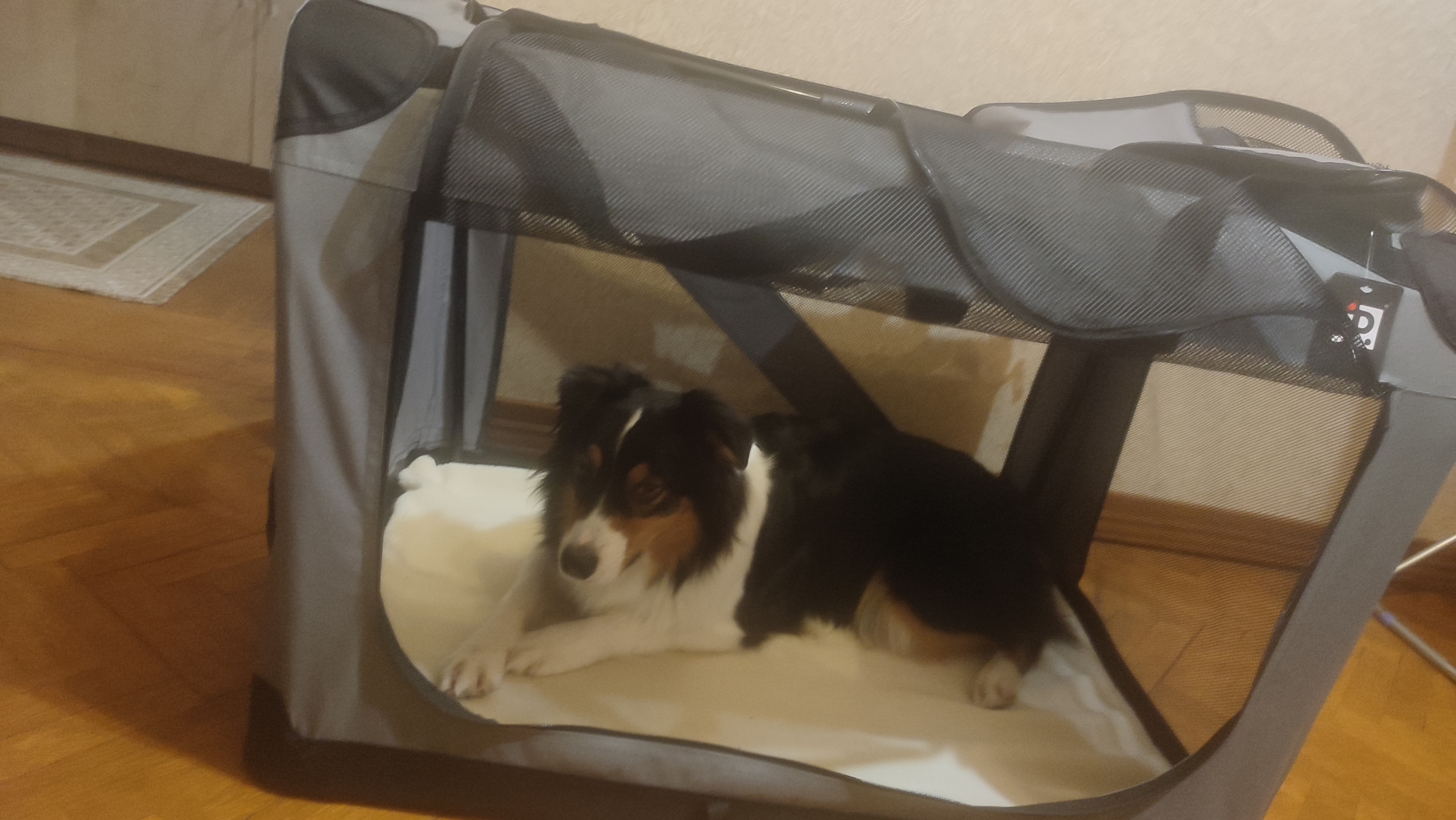 Фото из поста собаки Ирма породы Австралийская овчарка в социальной сети Собакин сайт