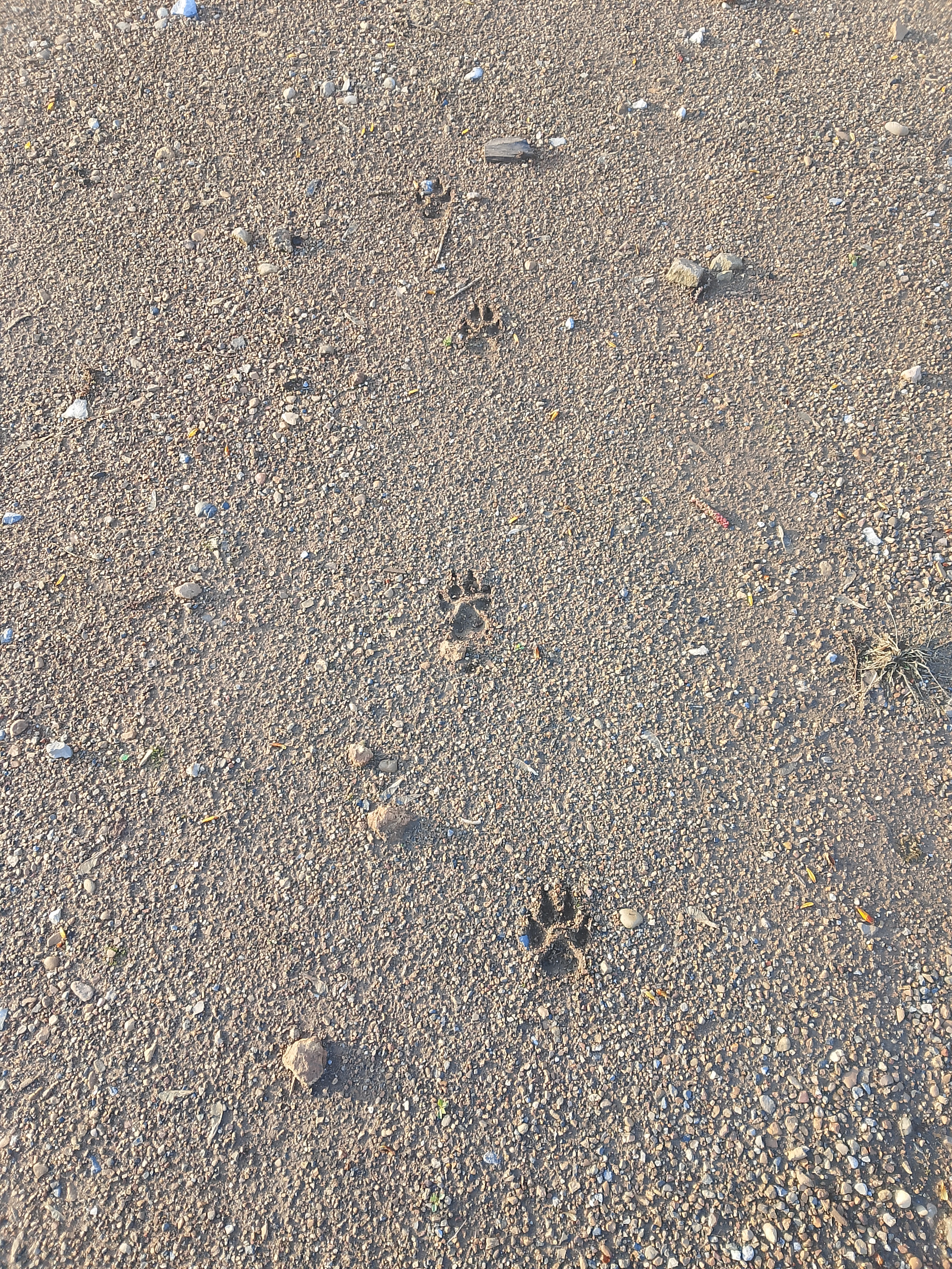 Фото из поста собаки Боня породы Метис / Дворяне в социальной сети Собакин сайт