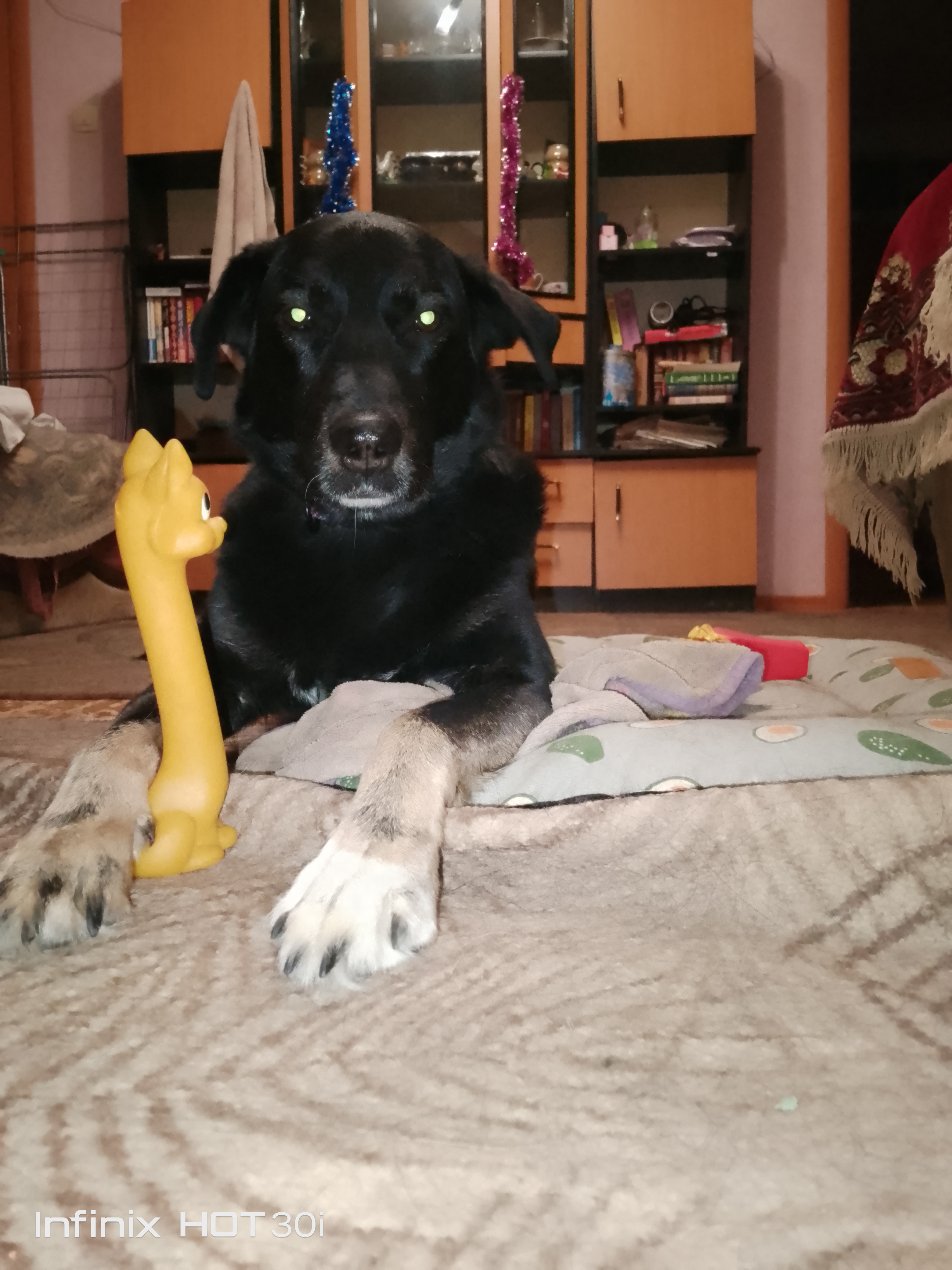 Фото из поста собаки Джек породы Метис / Дворяне в социальной сети Собакин сайт