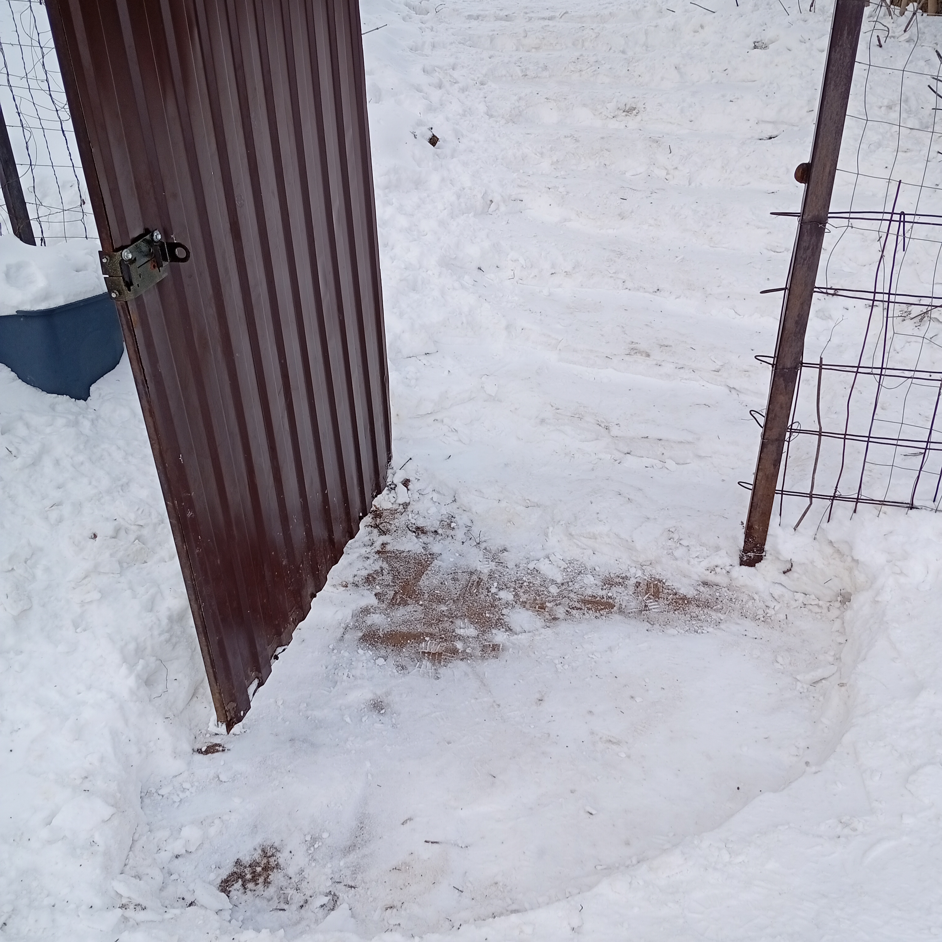 Фото из поста собаки Майк (Капучино) породы Лабрадор ретривер в социальной сети Собакин сайт