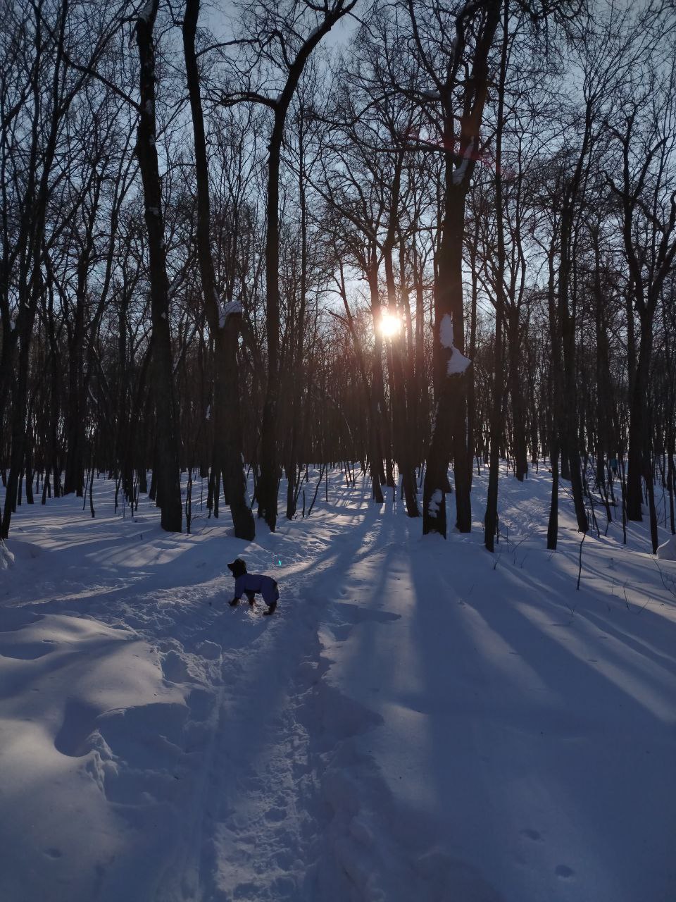Фото из поста собаки Элис породы Спаниель в социальной сети Собакин сайт