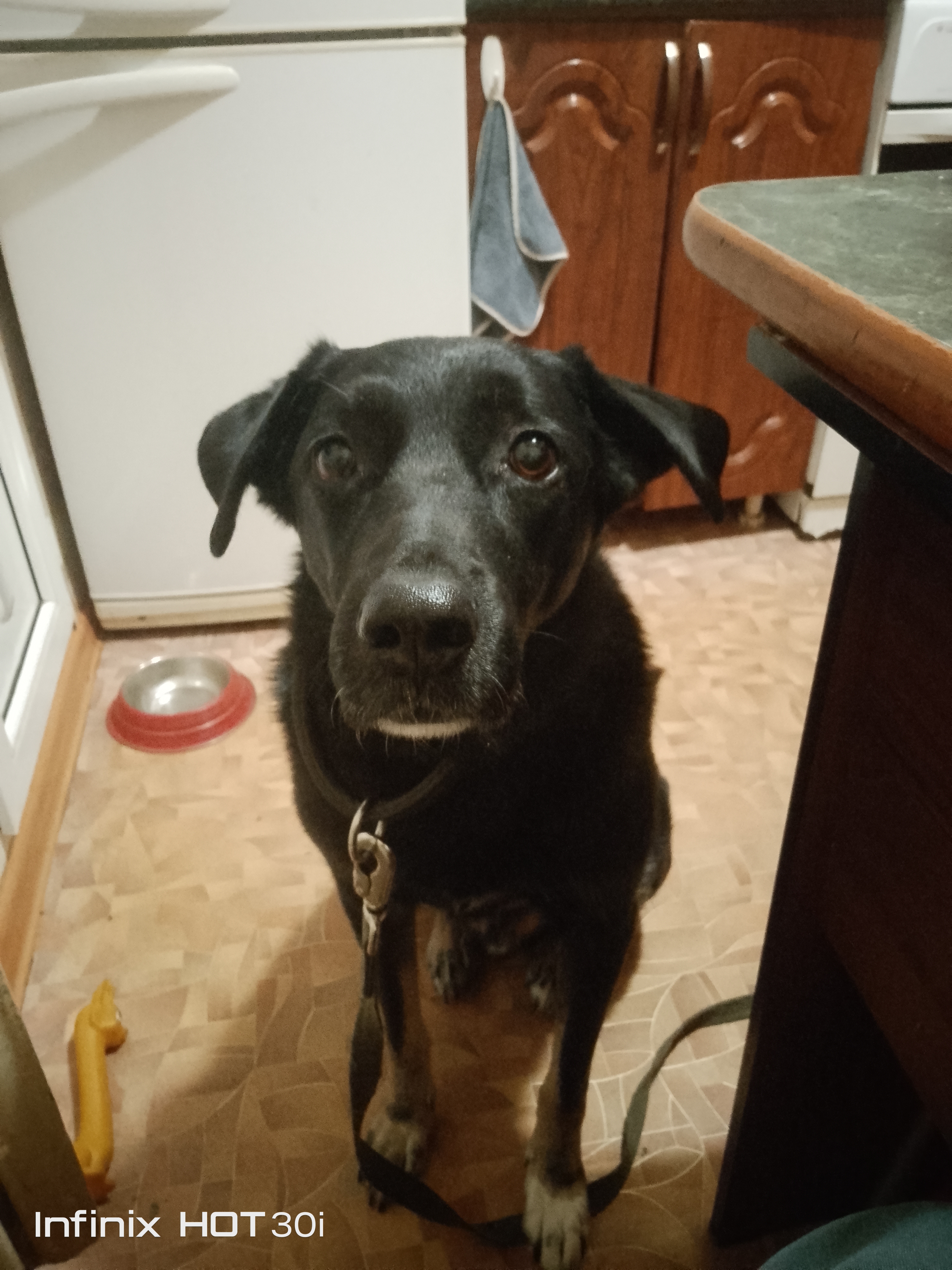 Фото собаки Джек в социальной сети Собакин сайт