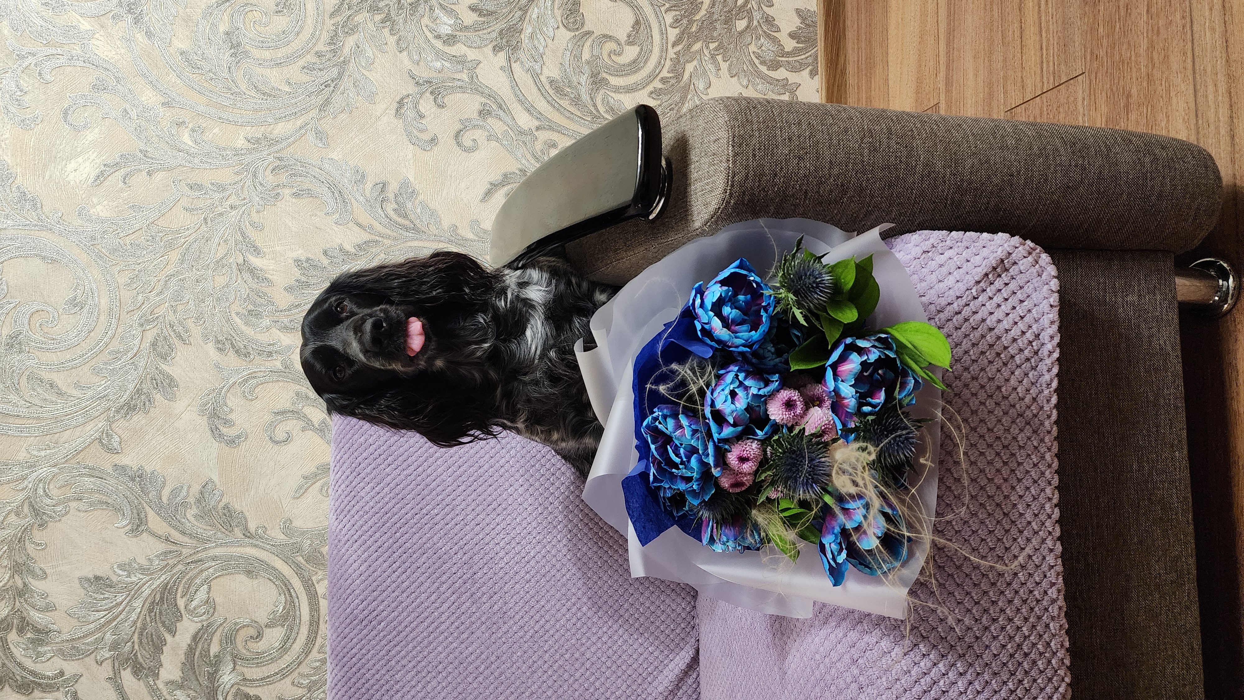 Фото из поста собаки Джессика породы Спаниель в социальной сети Собакин сайт