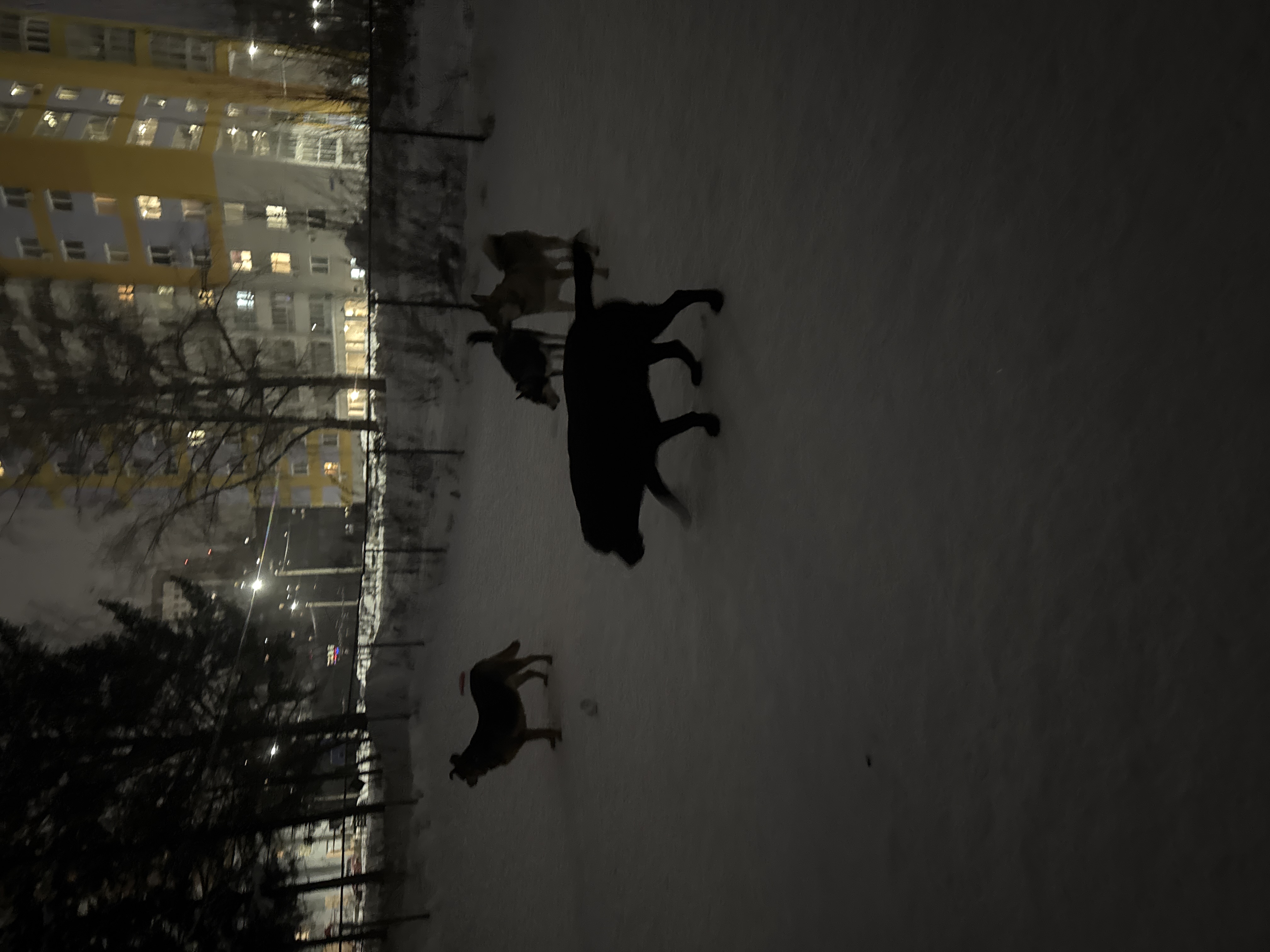 Фото из поста собаки Айва породы Сибирский хаски в социальной сети Собакин сайт