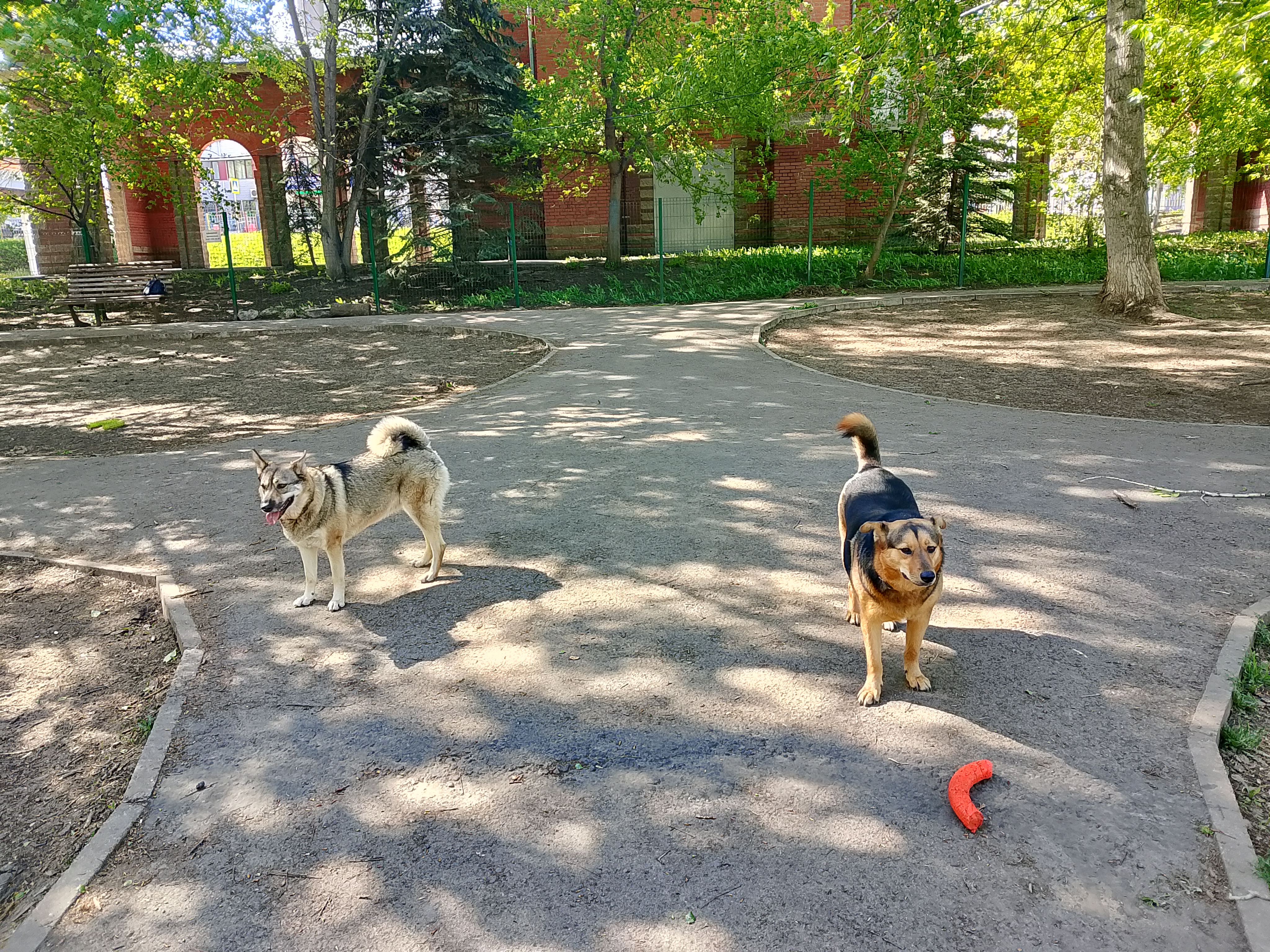 Фото из поста собаки Соня породы Метис / Дворяне в социальной сети Собакин сайт