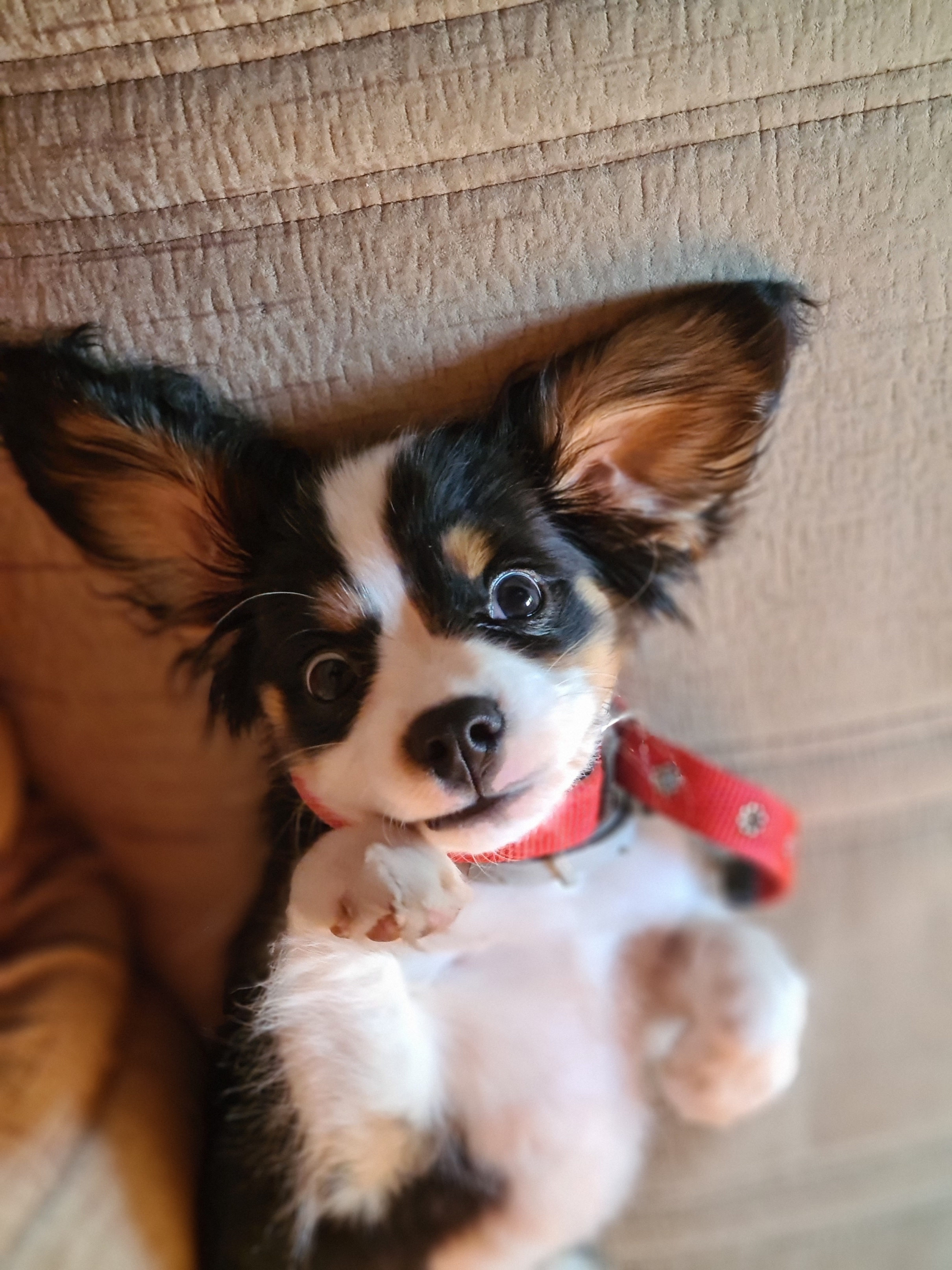 Фото из поста собаки Сэм породы Кавалер кинг чарльз спаниель в социальной сети Собакин сайт