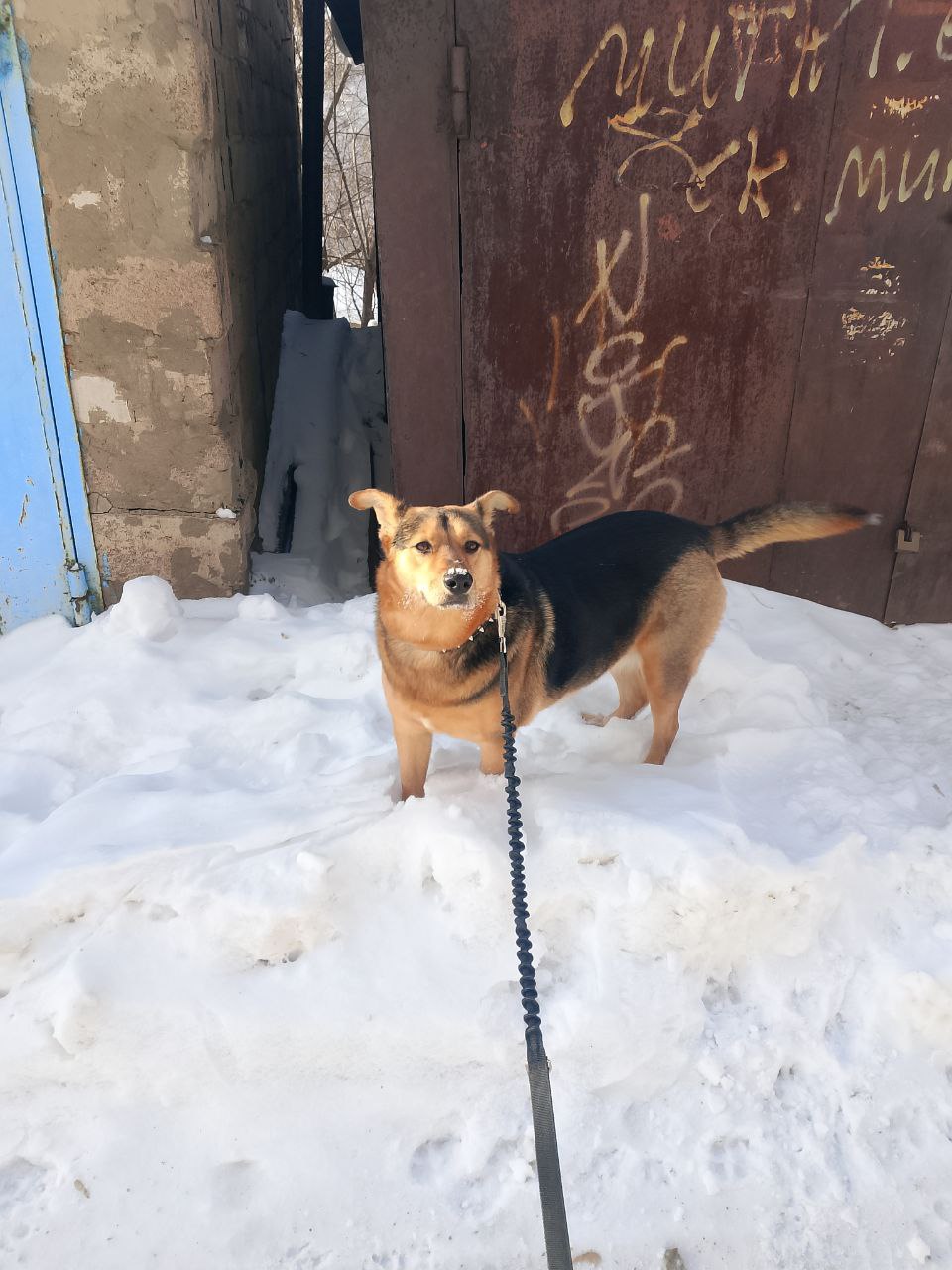 Фото из поста собаки Соня породы Метис / Дворяне в социальной сети Собакин сайт