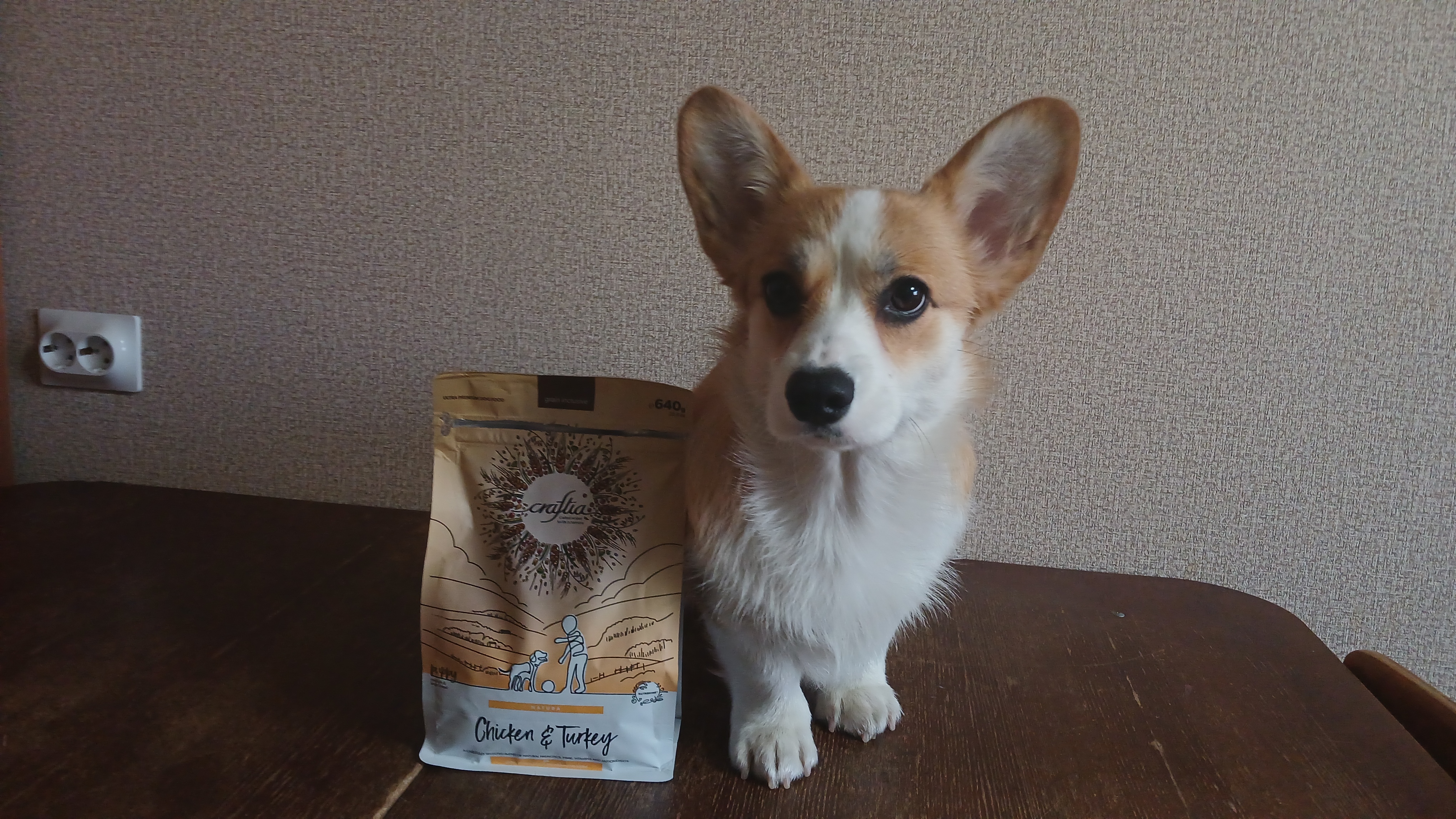 Фото из поста собаки Вэнди породы Вельш-корги пемброк в социальной сети Собакин сайт