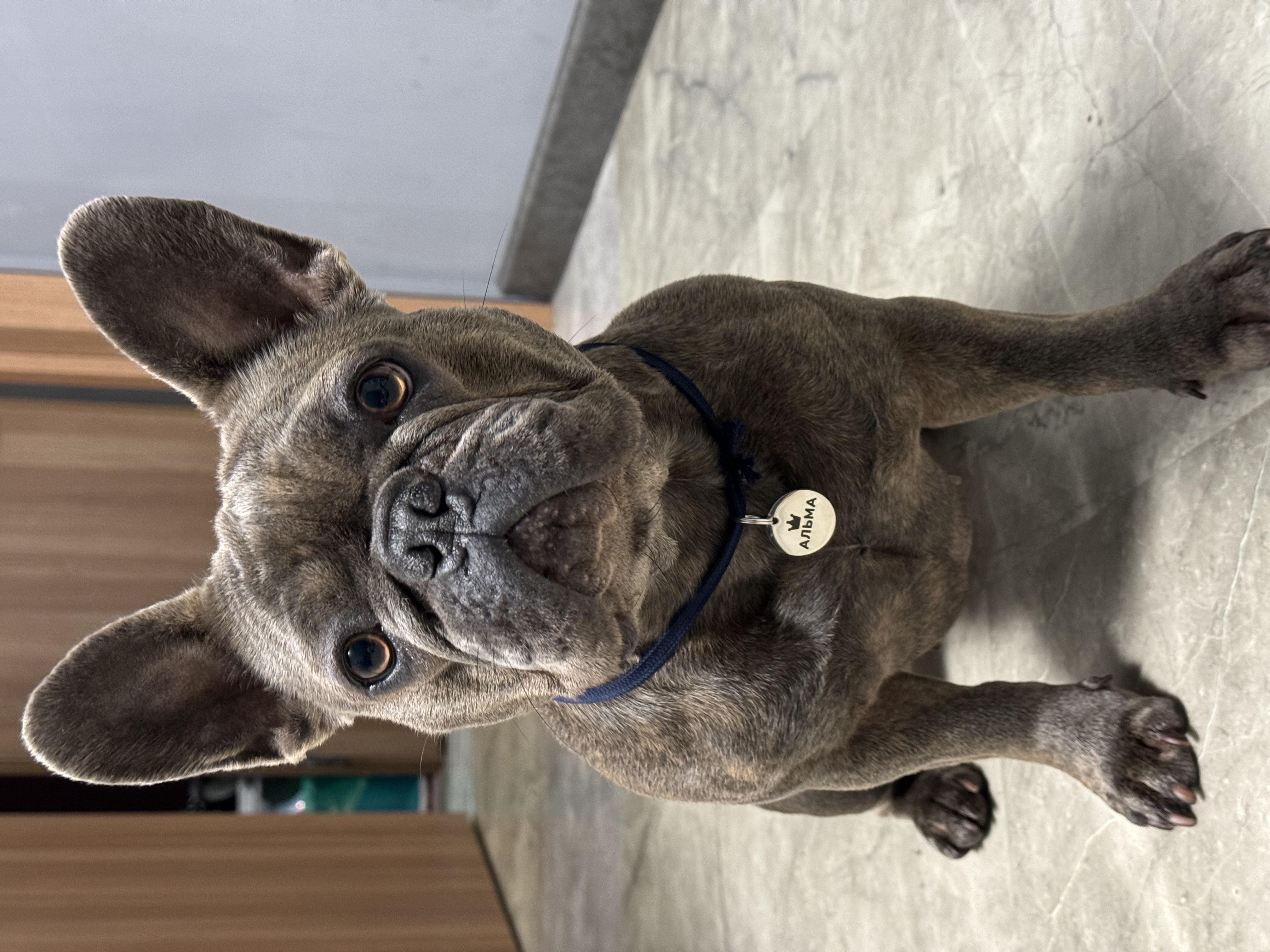 Собака Альма породы Французский бульдог в социальной сети Собакин сайт