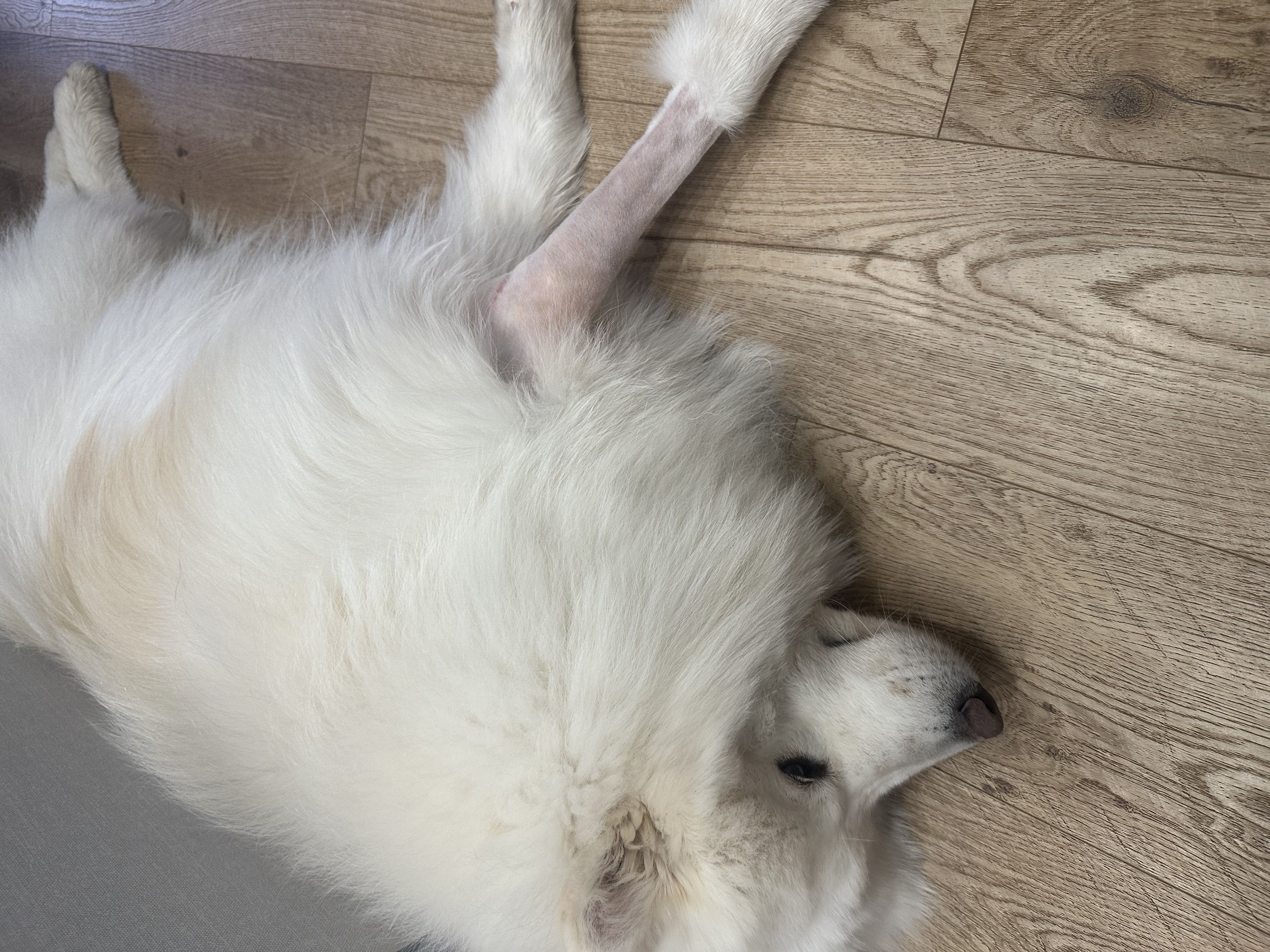 Фото из поста собаки Каспер породы Самоед в социальной сети Собакин сайт