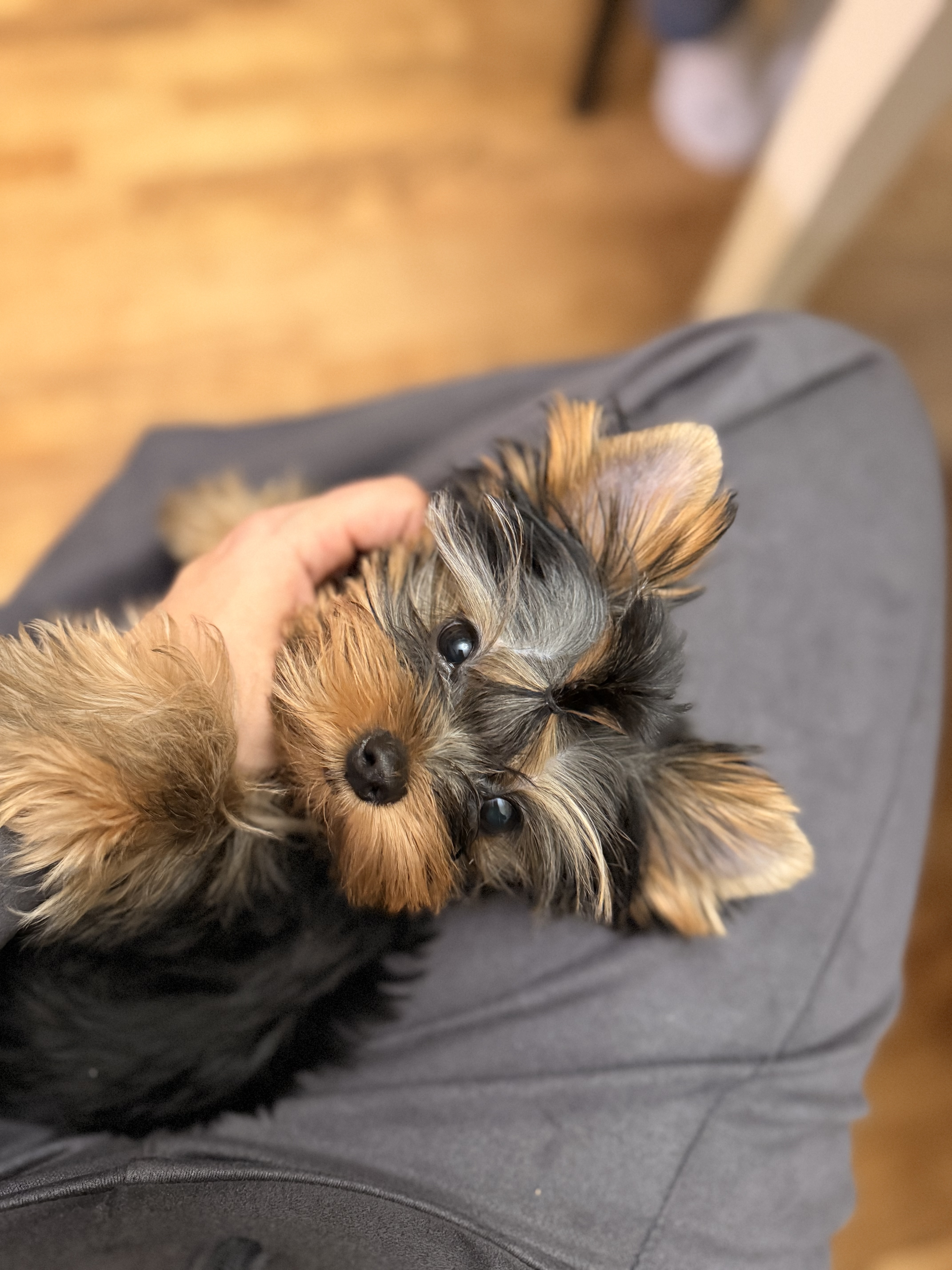 Фото собаки Майкл в социальной сети Собакин сайт