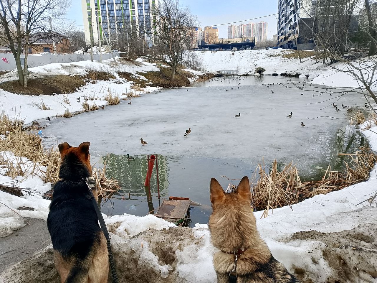 Фото из поста собаки Боня породы Метис / Дворяне в социальной сети Собакин сайт
