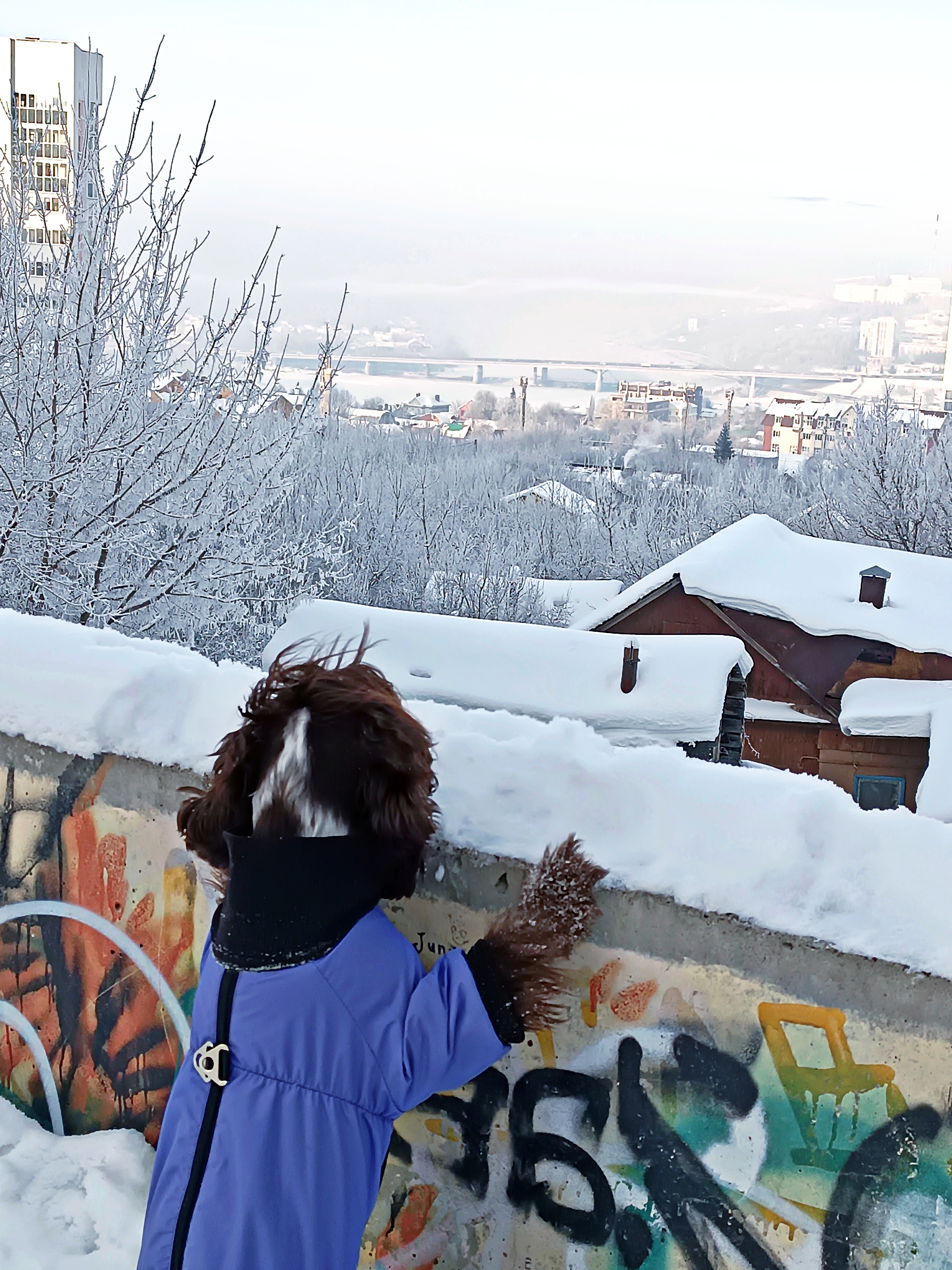 Фото из поста собаки Элис породы Спаниель в социальной сети Собакин сайт