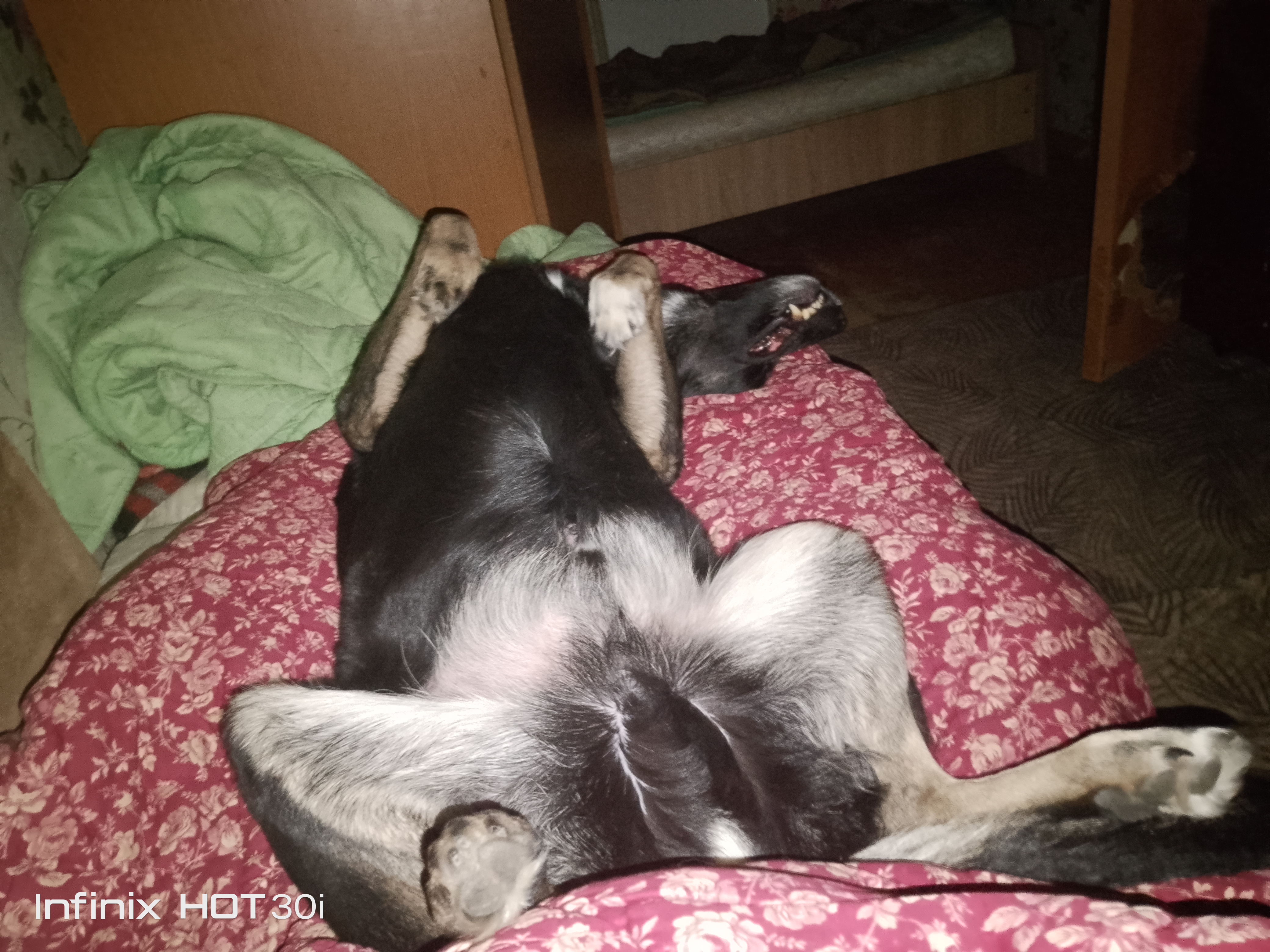 Фото из поста собаки Джек породы Метис / Дворяне в социальной сети Собакин сайт