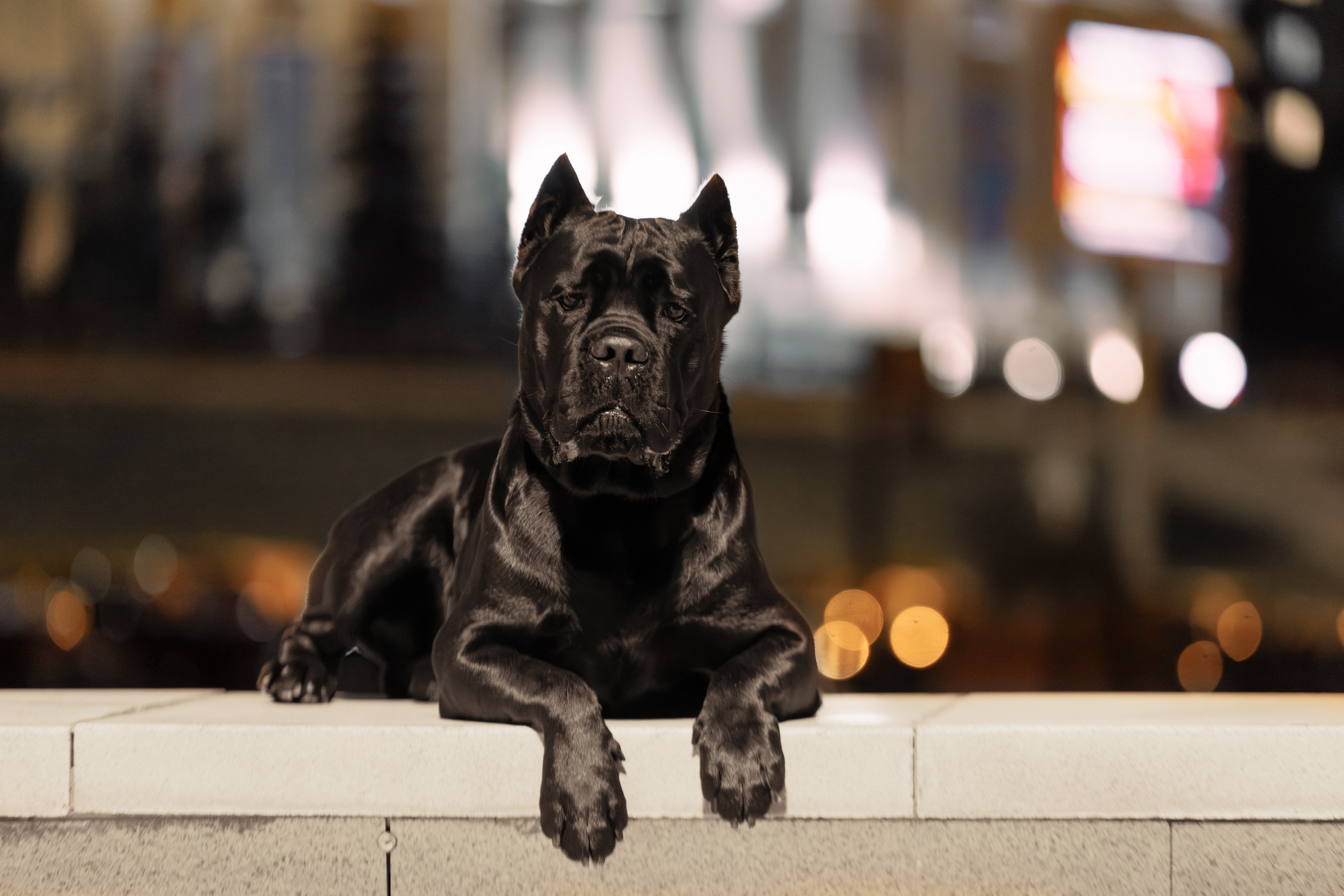 Фото собаки Топ корсо Харди в социальной сети Собакин сайт