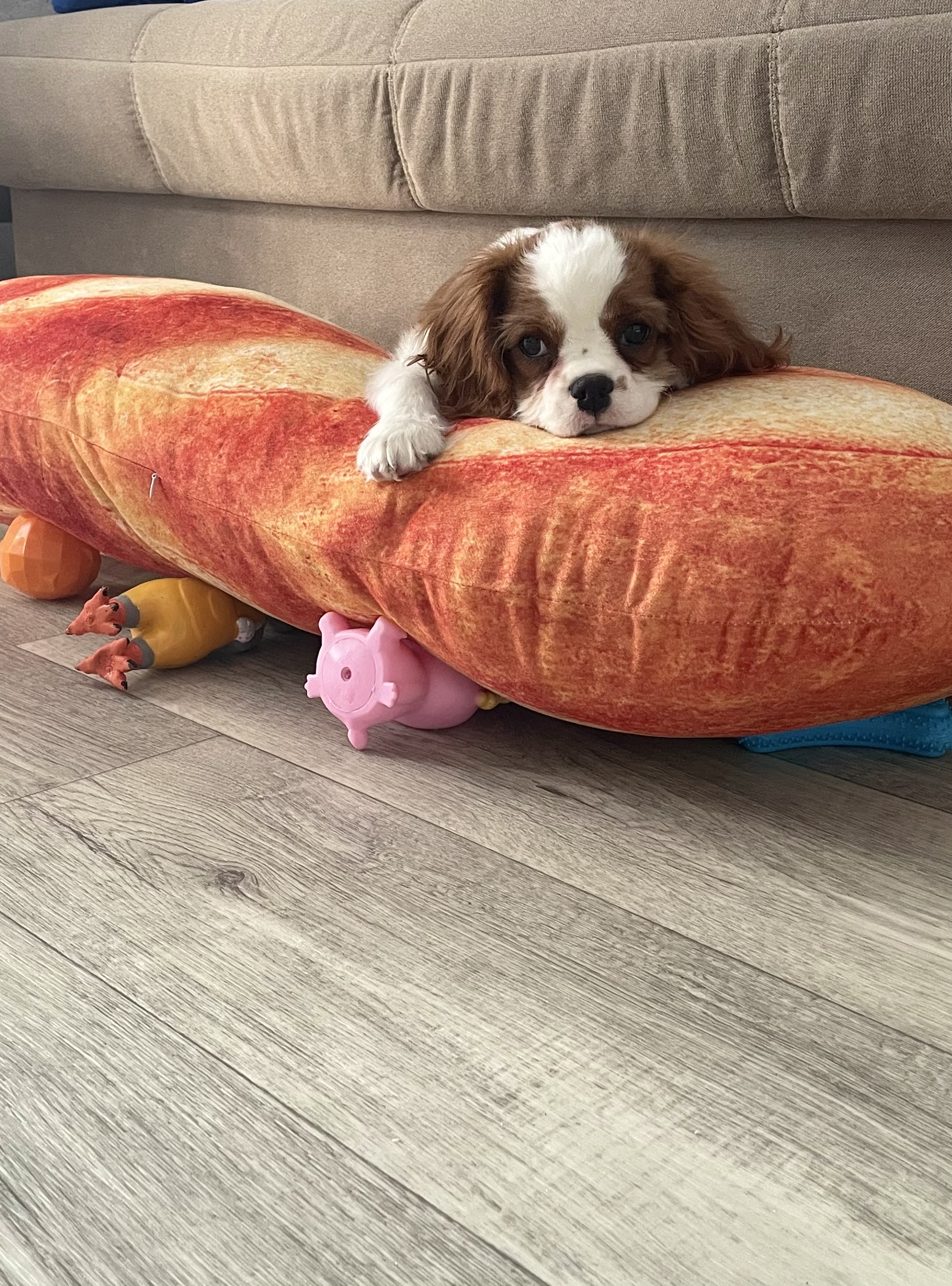 Фото из поста собаки Каталина породы Кавалер кинг чарльз спаниель в социальной сети Собакин сайт