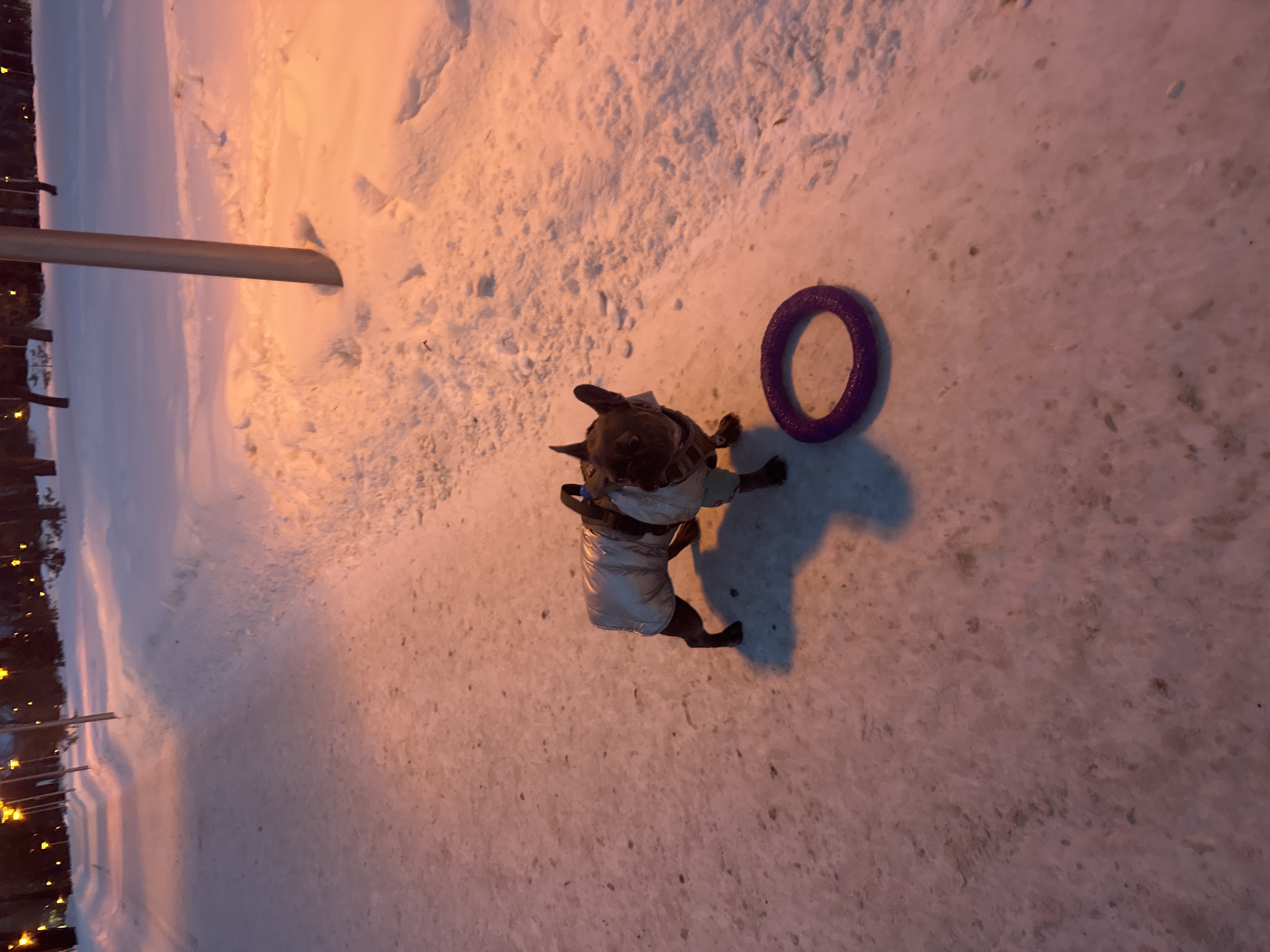 Фото из поста собаки Альма породы Французский бульдог в социальной сети Собакин сайт