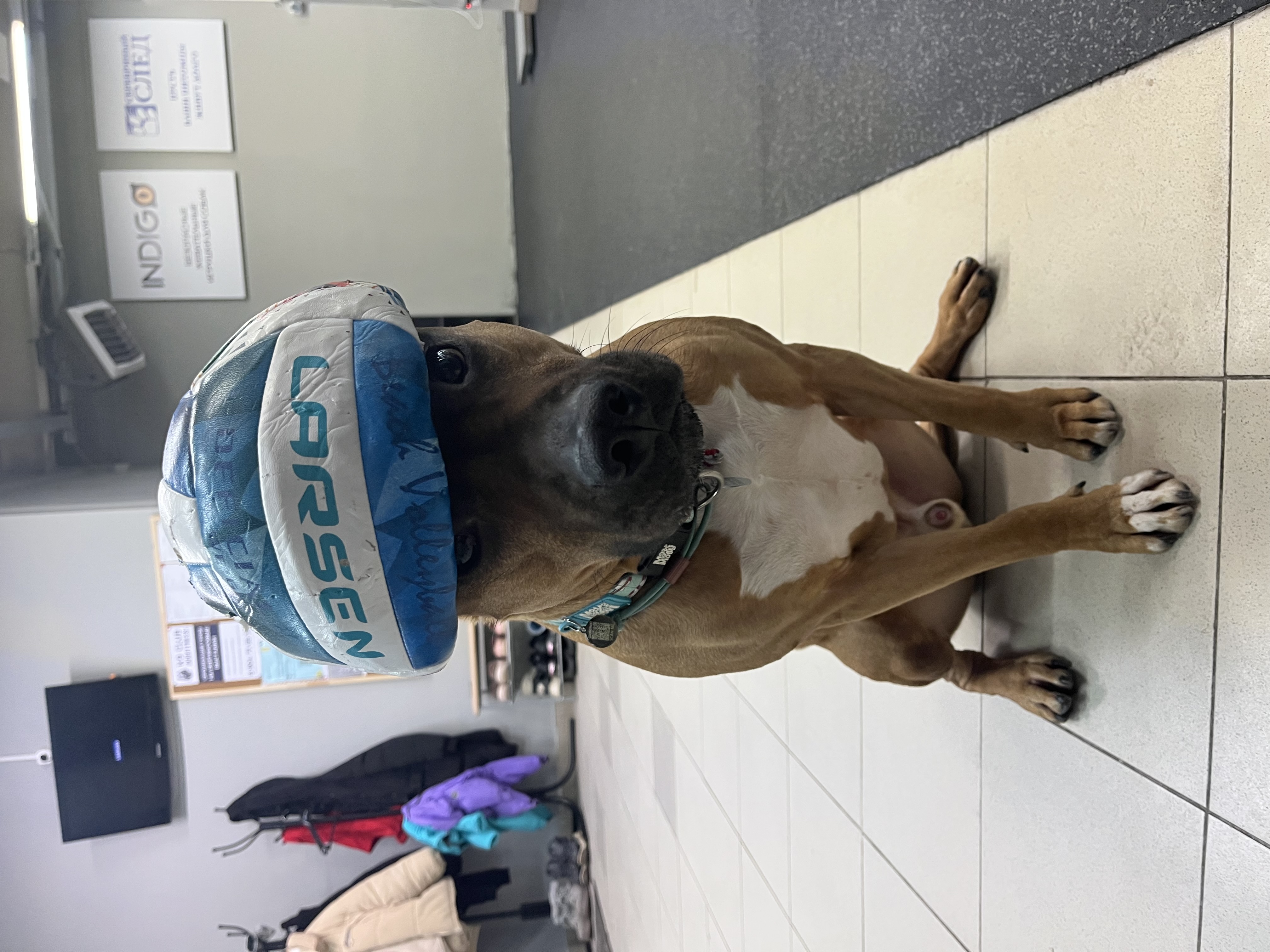 Фото из поста собаки Бостон породы Американский стаффордширский терьер в социальной сети Собакин сайт