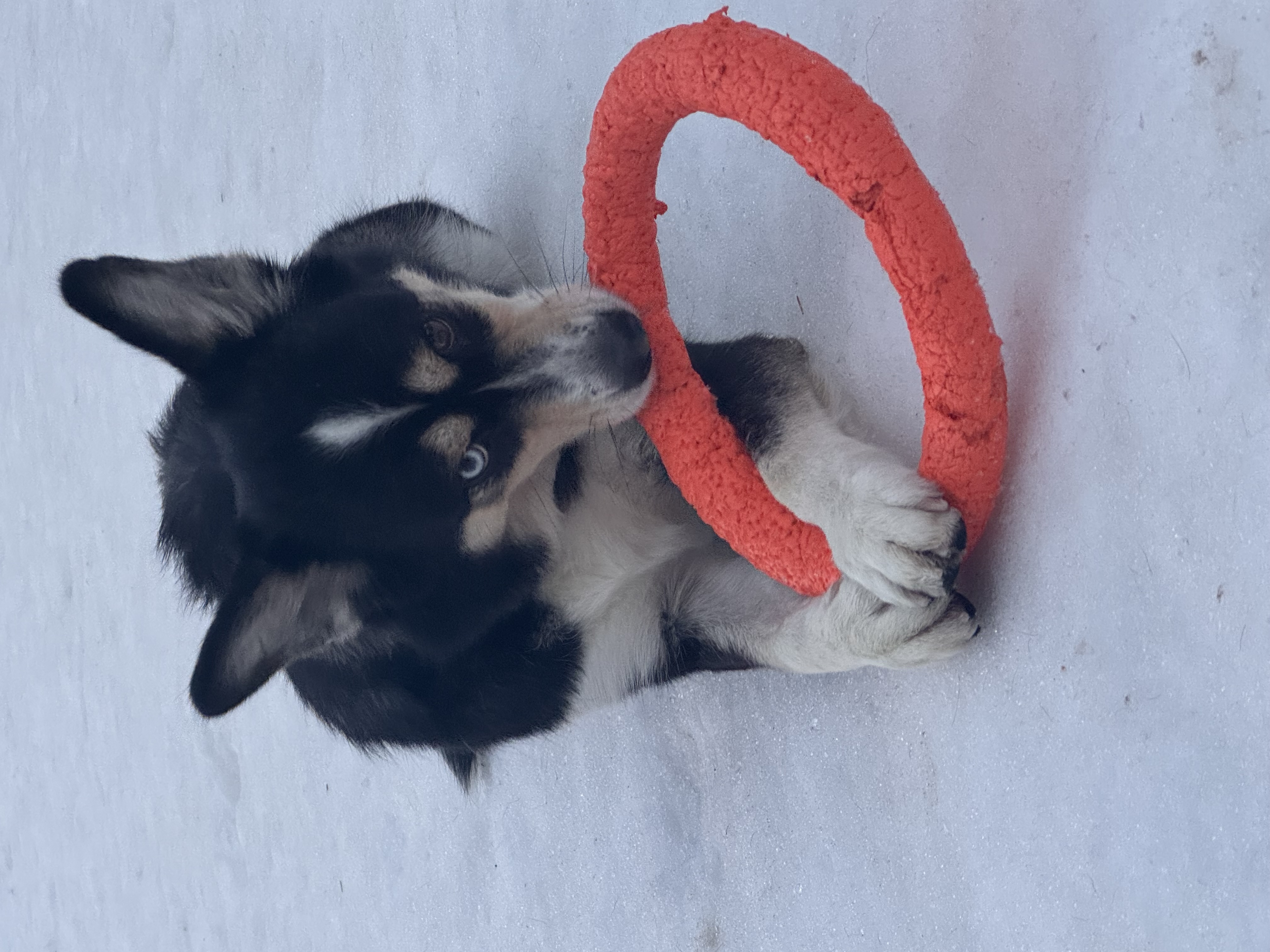 Фото из поста собаки Айва породы Сибирский хаски в социальной сети Собакин сайт