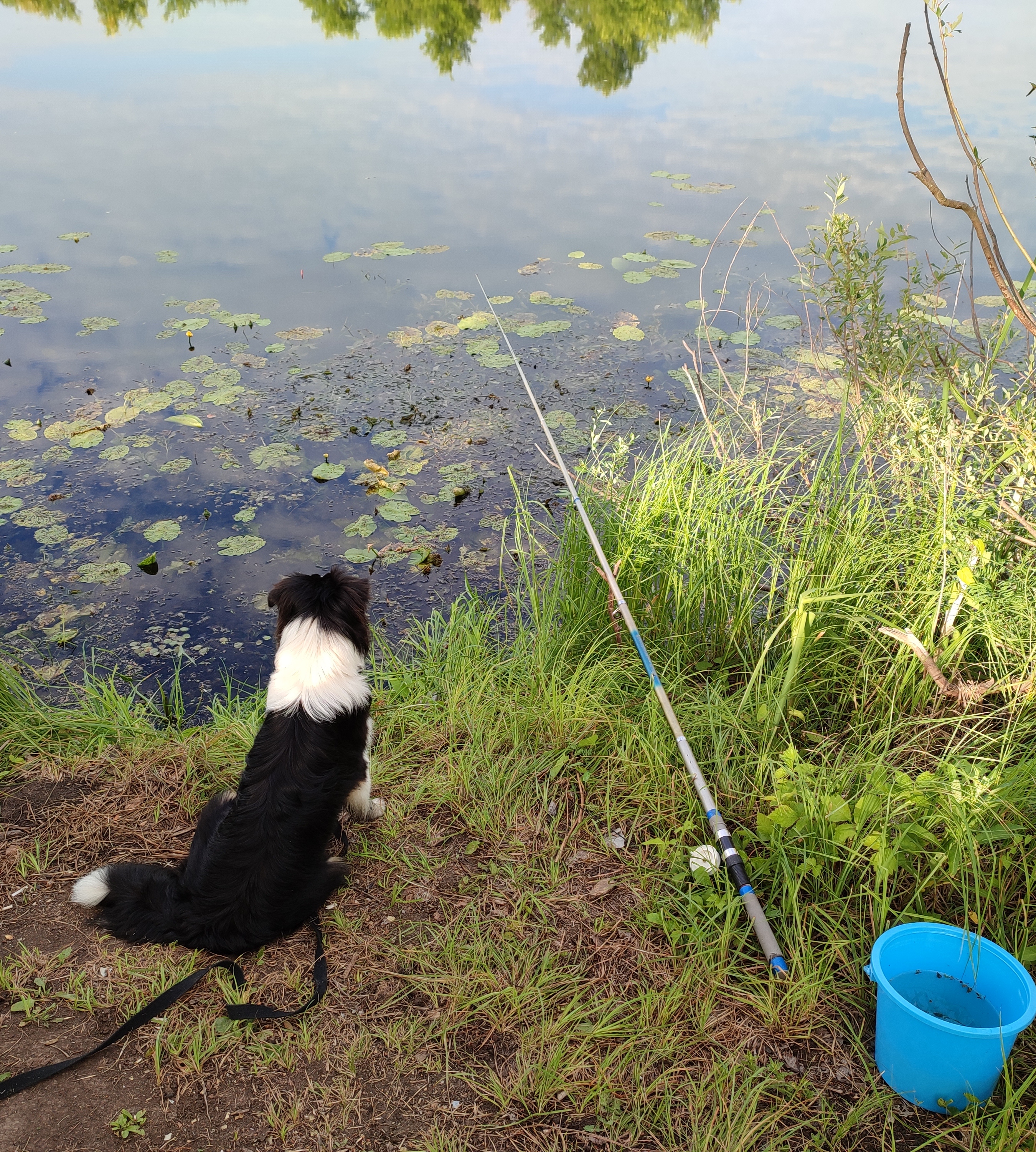 Фото из поста собаки Ирма породы Австралийская овчарка в социальной сети Собакин сайт