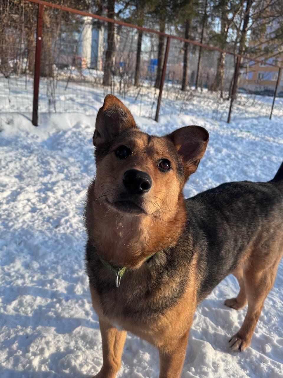 Фото из поста собаки Боня породы Метис / Дворяне в социальной сети Собакин сайт