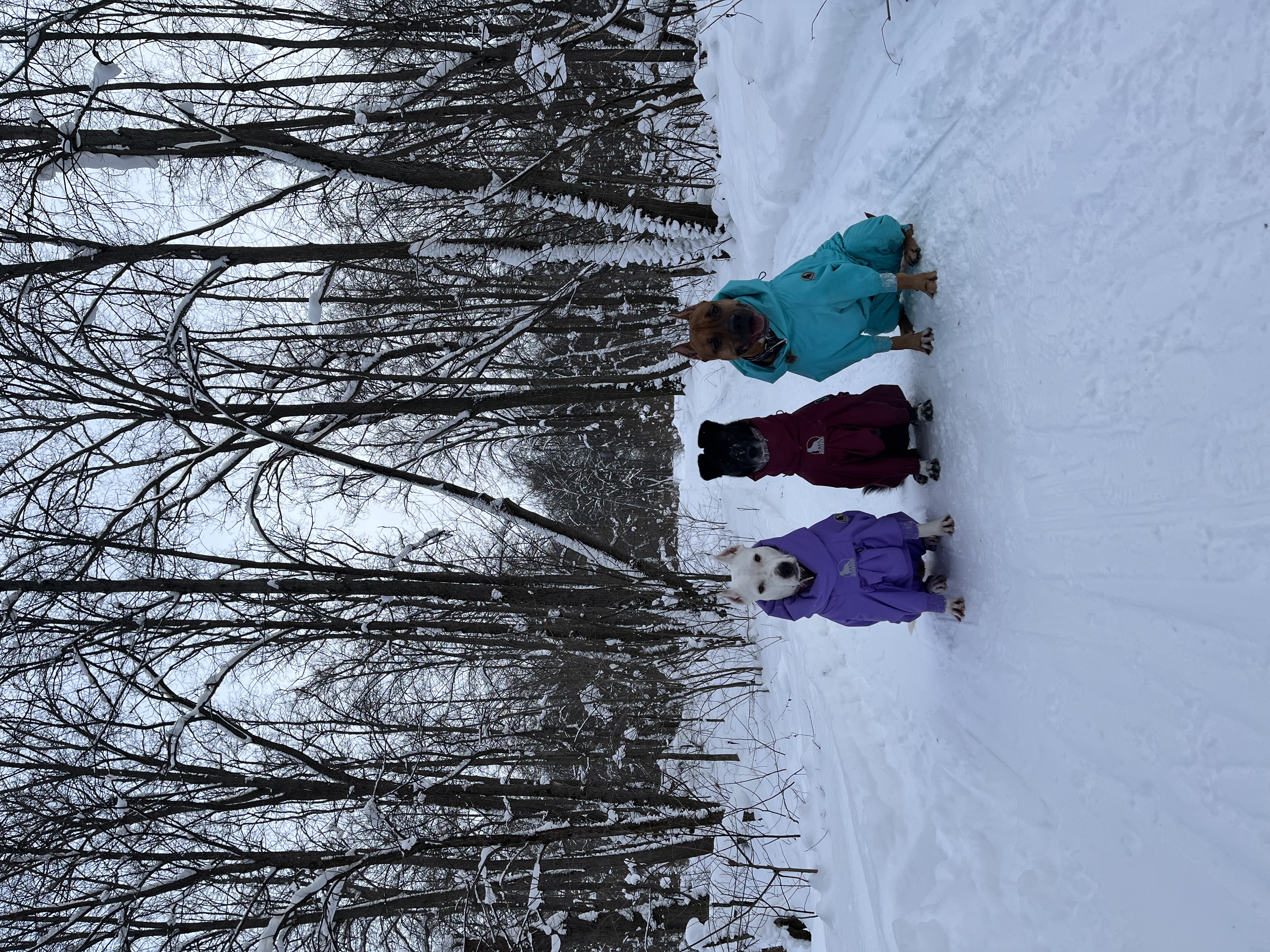 Фото из поста собаки Бостон породы Американский стаффордширский терьер в социальной сети Собакин сайт