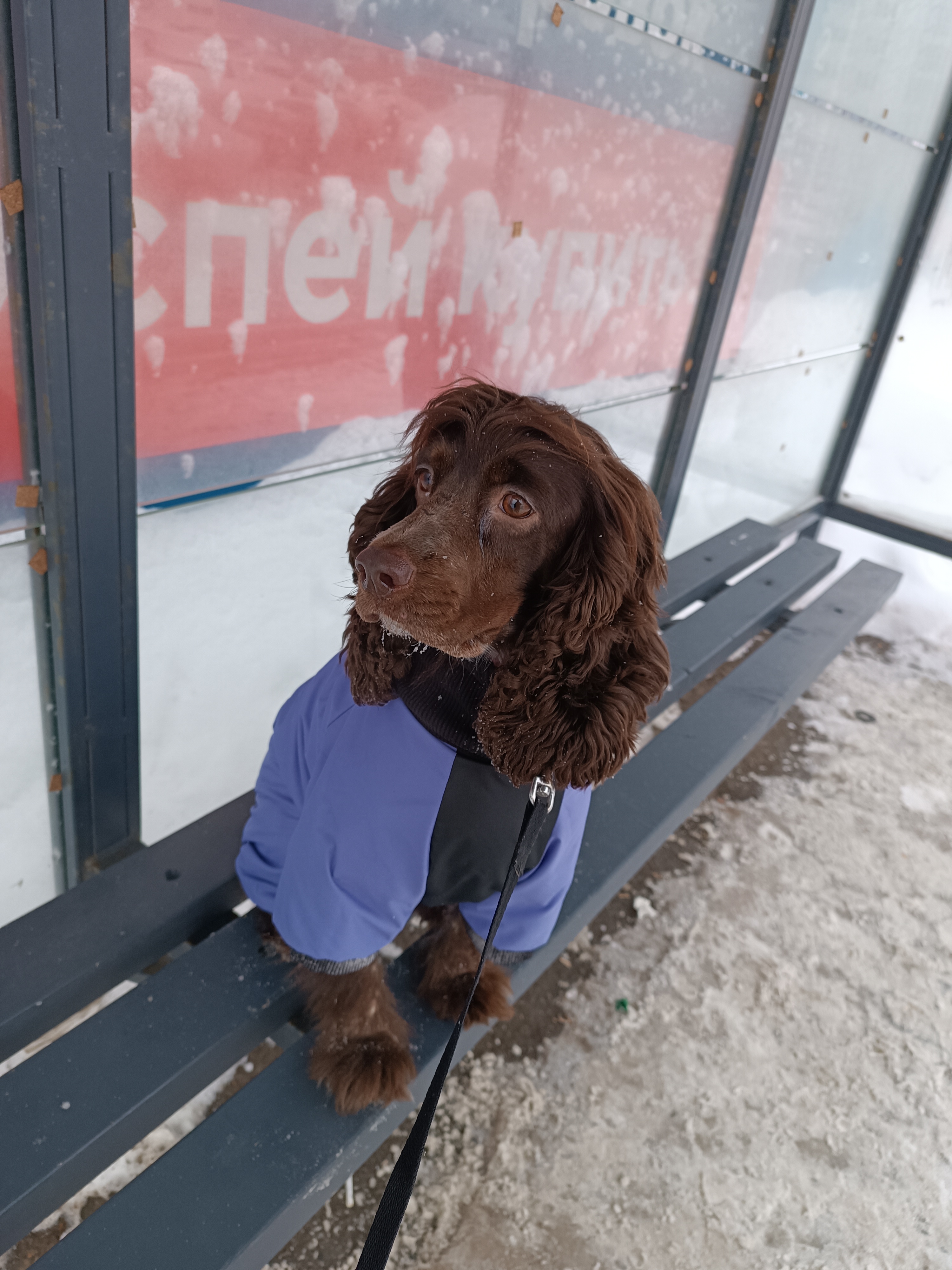 Фото из поста собаки Элис породы Спаниель в социальной сети Собакин сайт