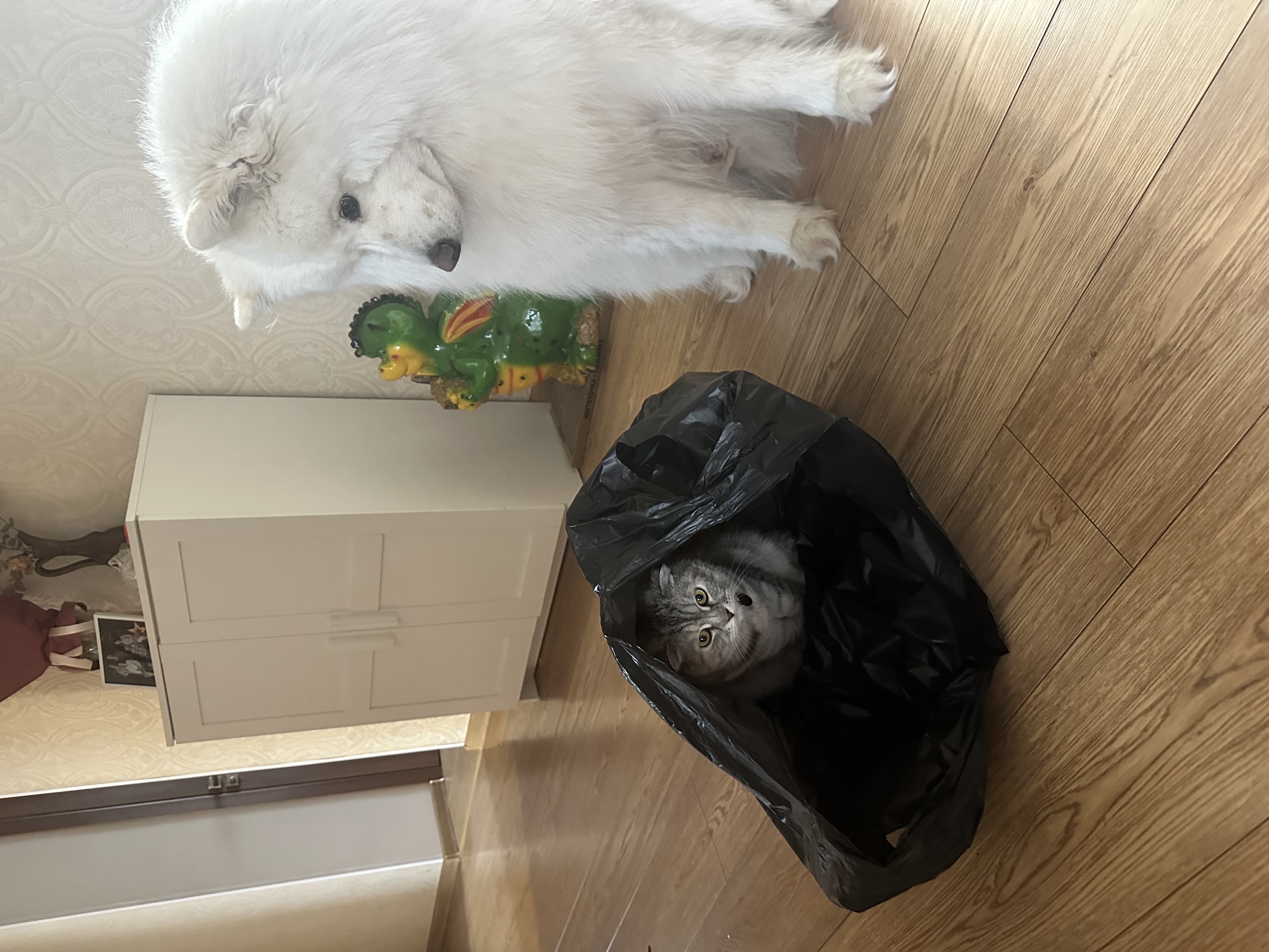 Фото из поста собаки Каспер породы Самоед в социальной сети Собакин сайт