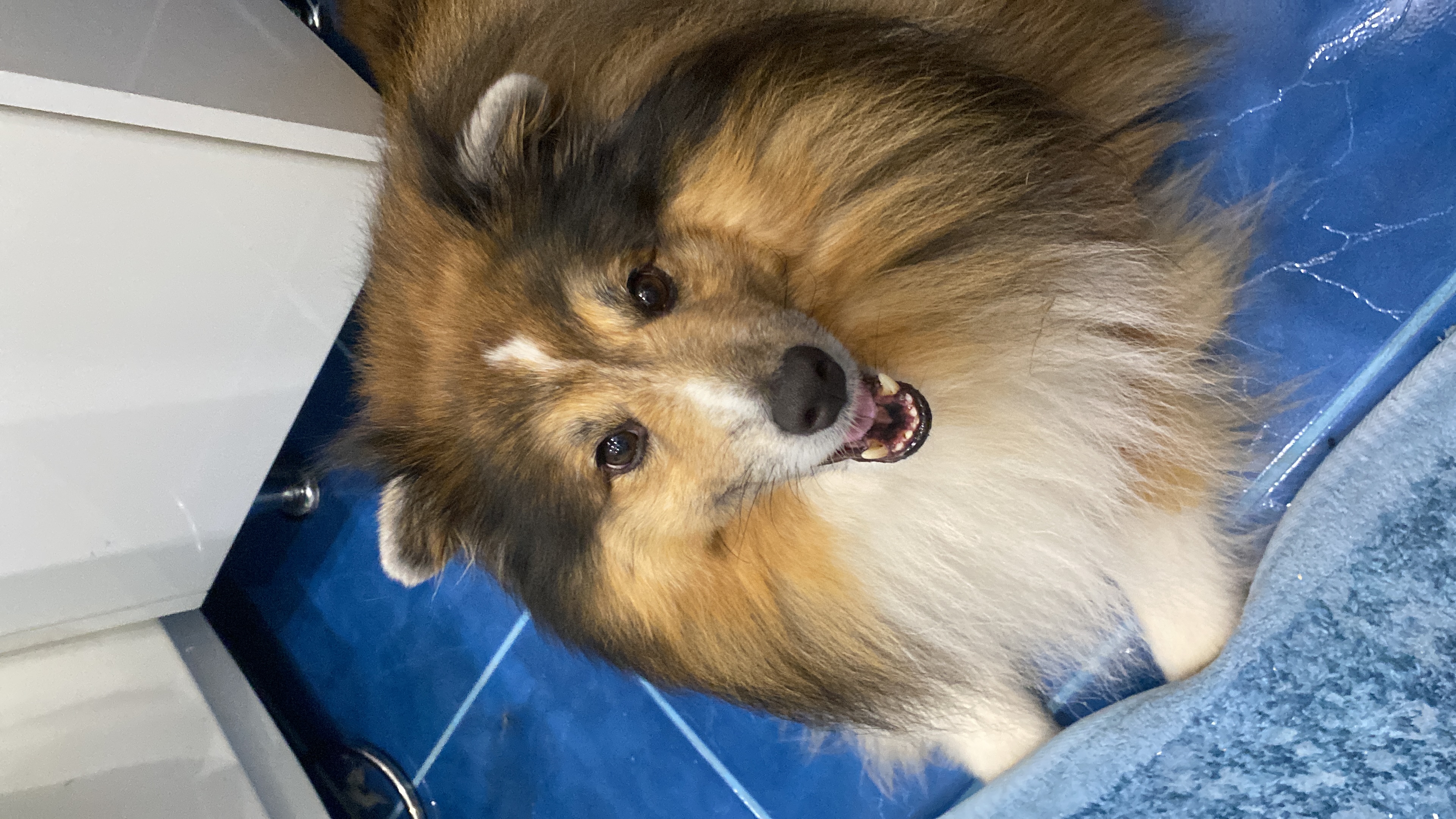 Собака Дамаск породы Шелти в социальной сети Собакин сайт