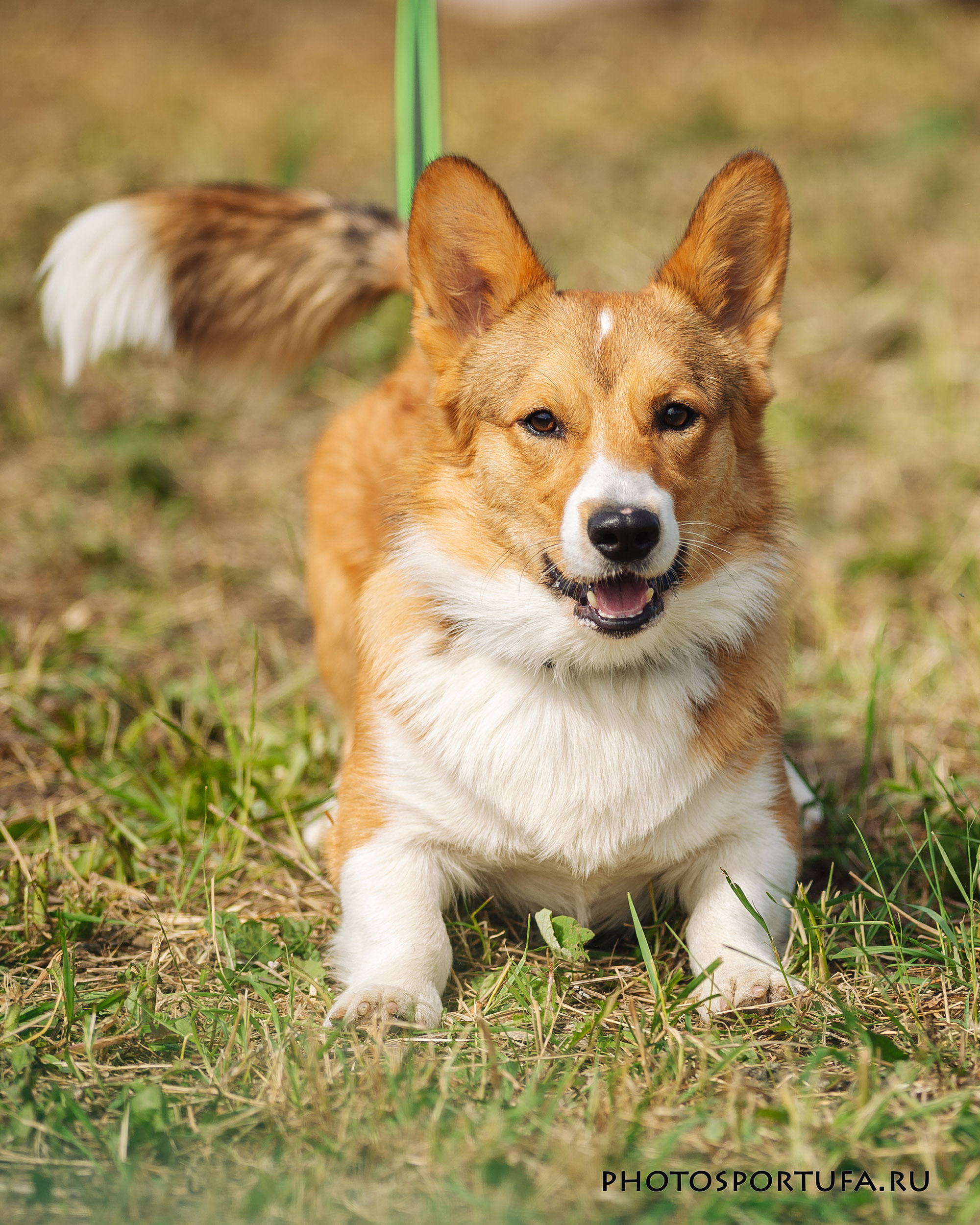 Фото из поста собаки Вустер породы Вельш-корги в социальной сети Собакин сайт