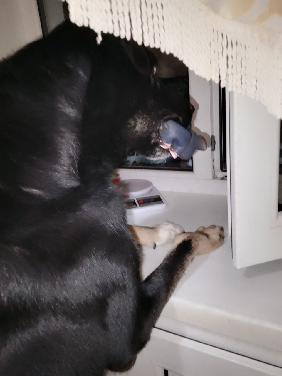 Фото из поста собаки Джек породы Метис / Дворяне в социальной сети Собакин сайт