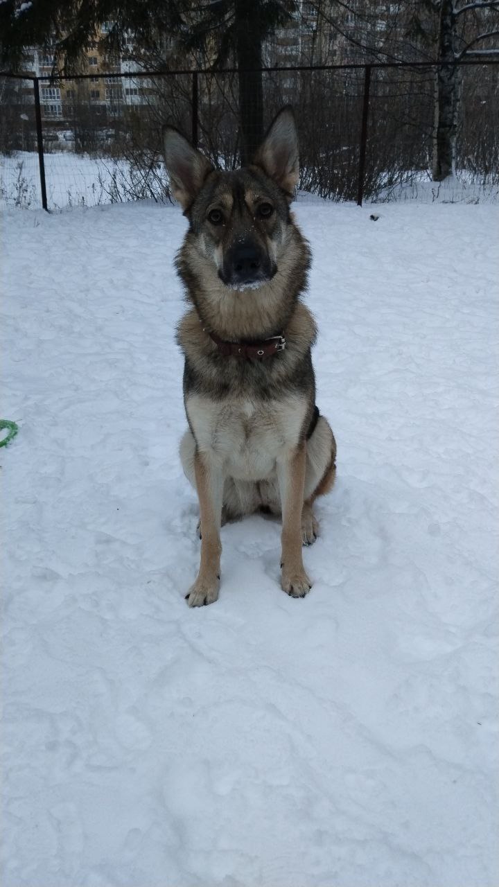 Собака Боня породы Метис / Дворяне в социальной сети Собакин сайт