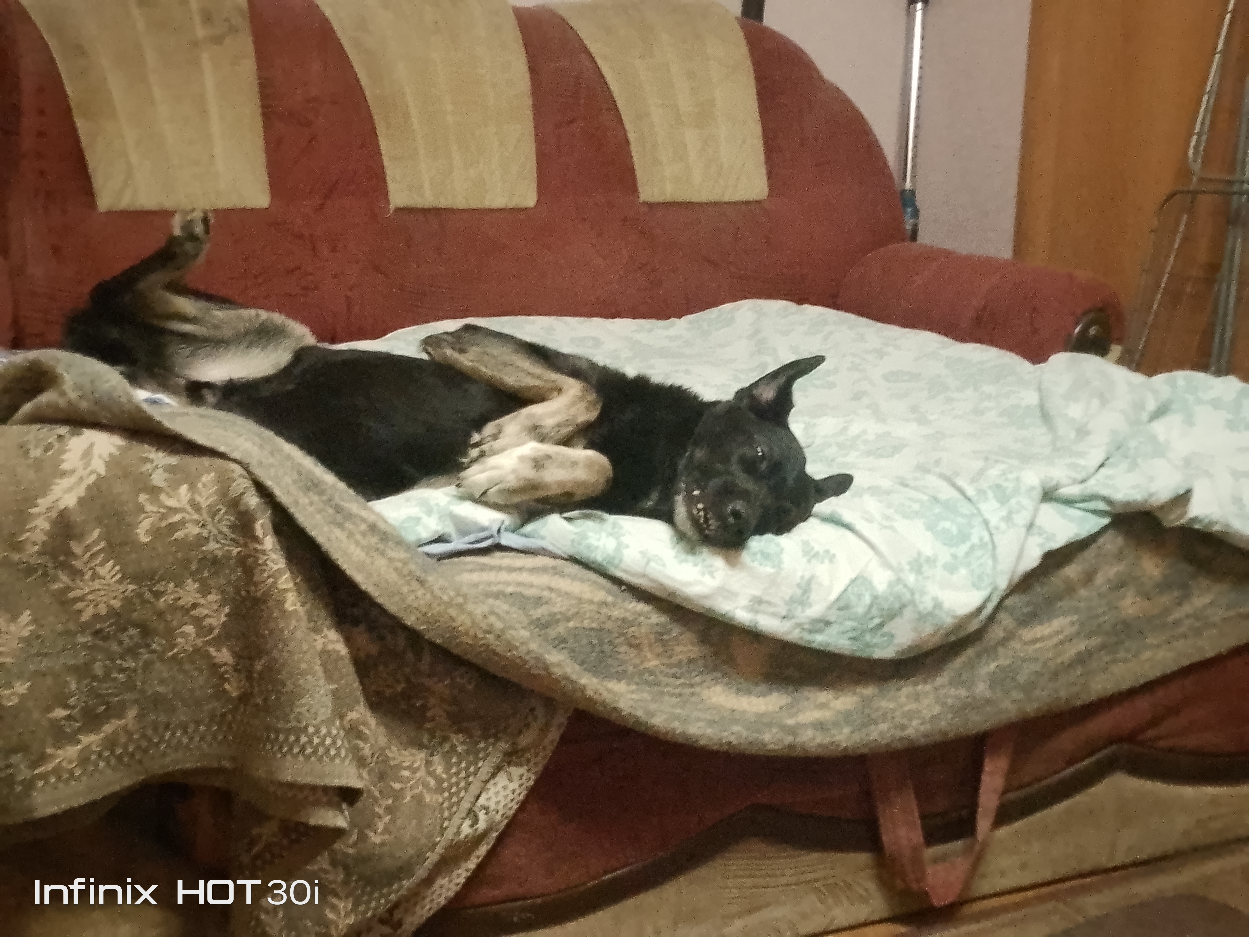 Фото из поста собаки Джек породы Метис / Дворяне в социальной сети Собакин сайт