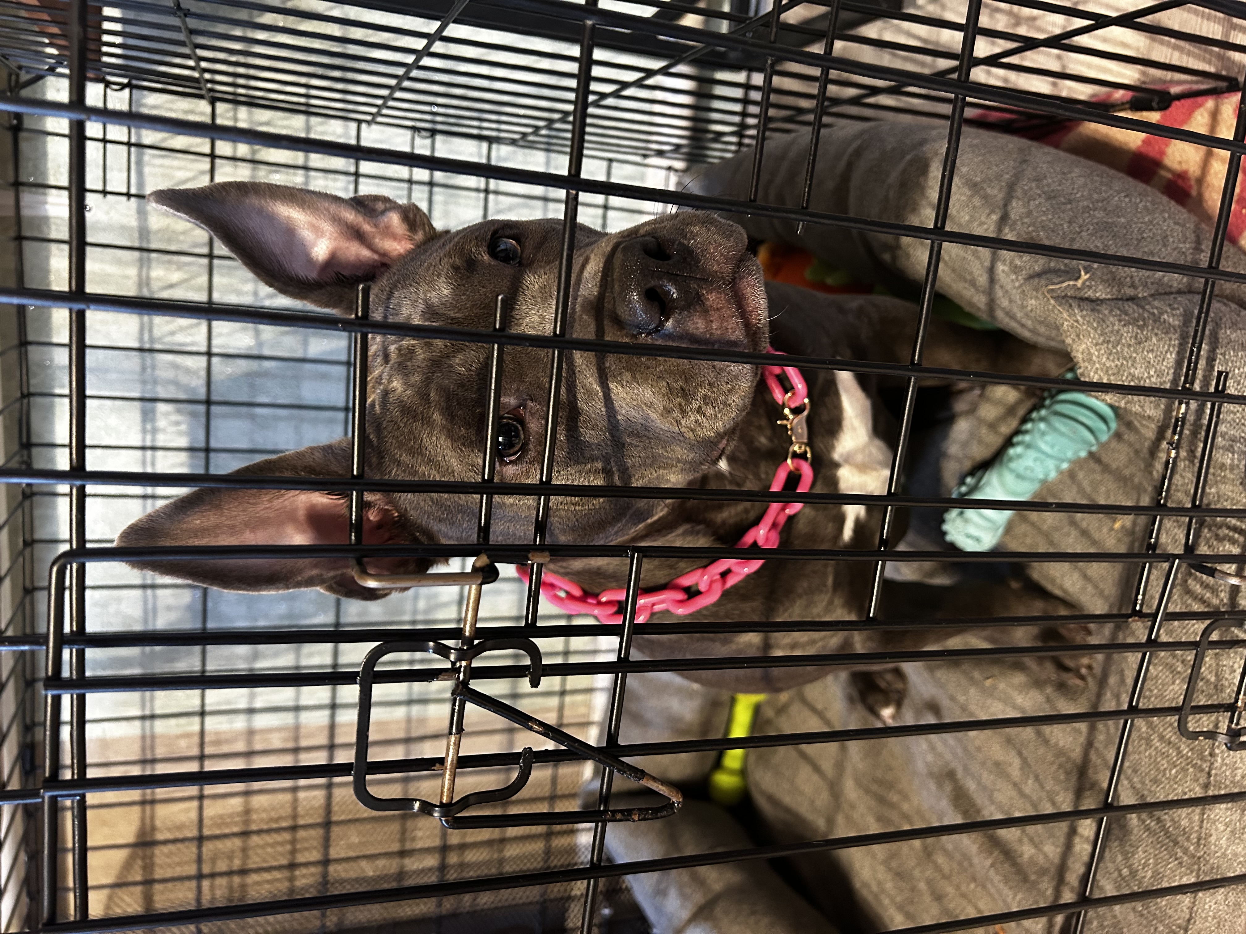 Собака Лили породы Американский булли в социальной сети Собакин сайт