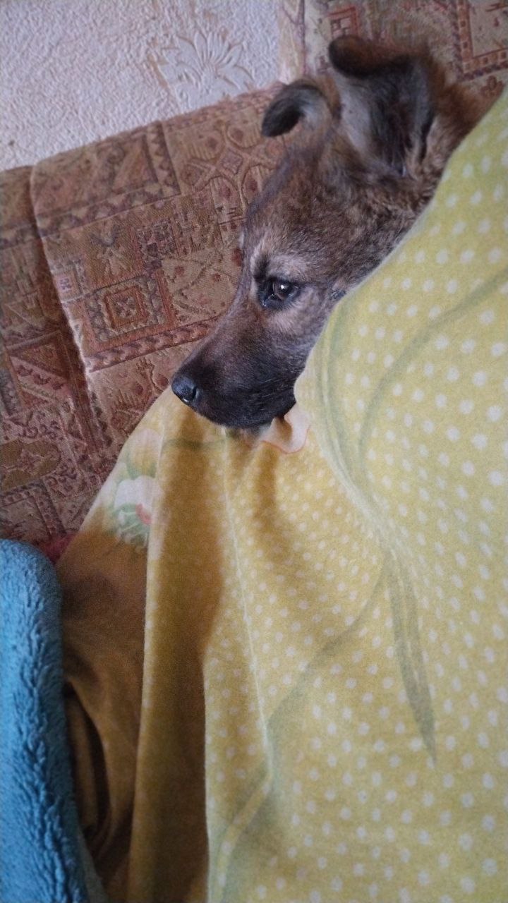 Фото из поста собаки Боня породы Метис / Дворяне в социальной сети Собакин сайт