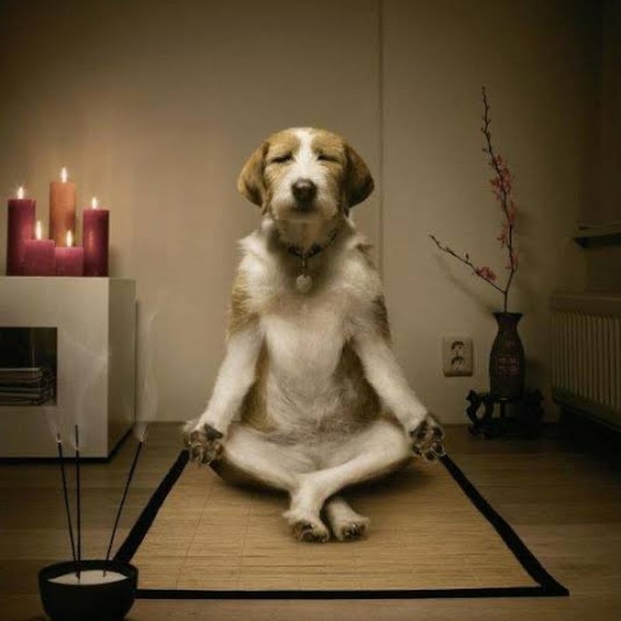 Как воспитать Дзен собаку