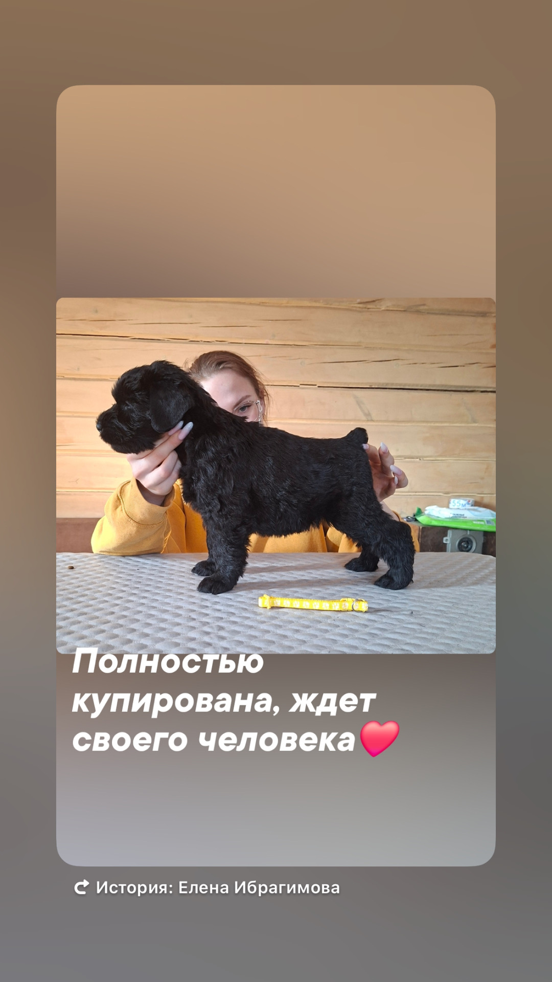 Фото из поста собаки Генри породы Английский спрингер-спаниель в социальной сети Собакин сайт