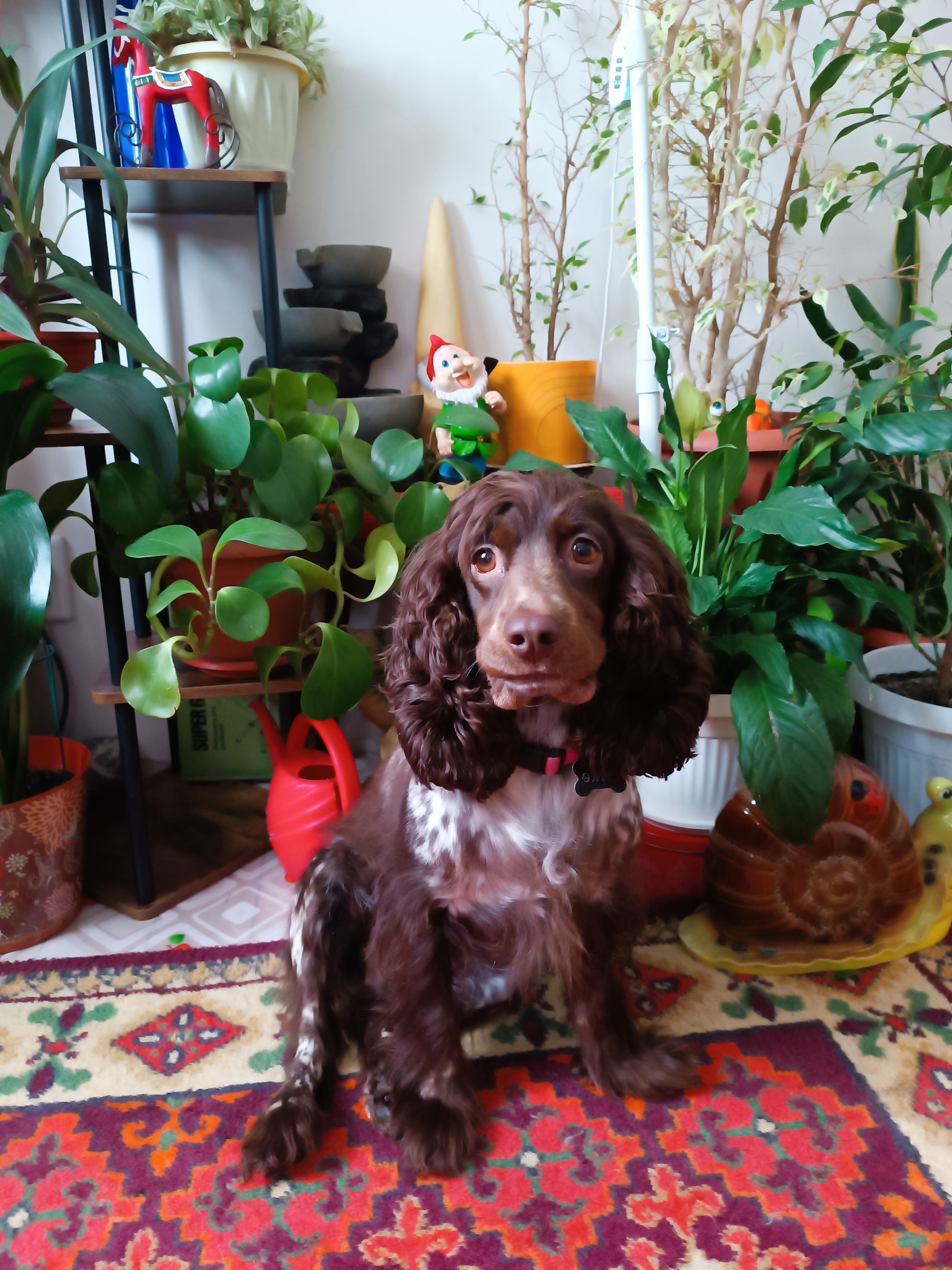 Фото из поста собаки Элис породы Спаниель в социальной сети Собакин сайт