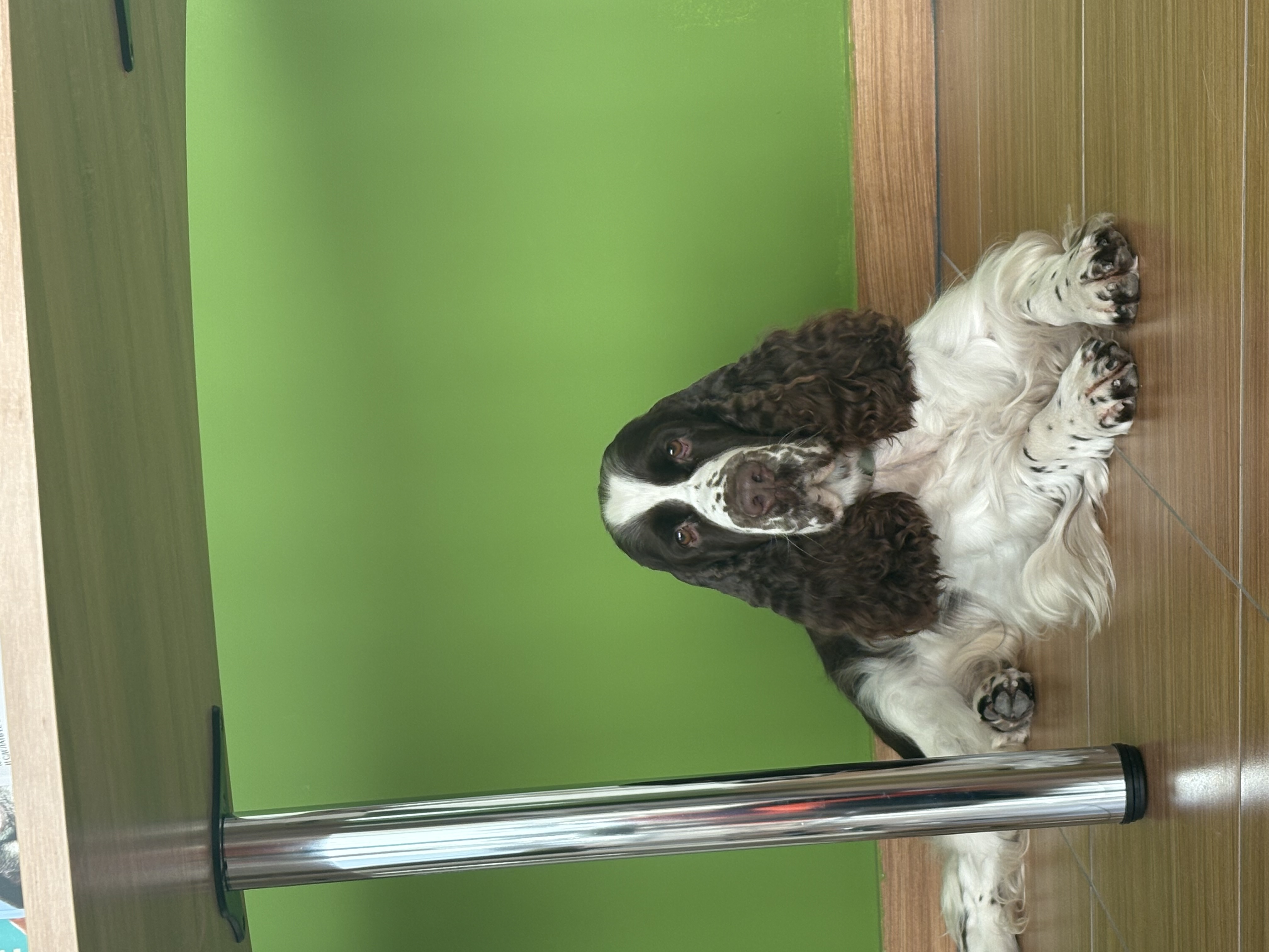 Фото из поста собаки Генри породы Английский спрингер-спаниель в социальной сети Собакин сайт