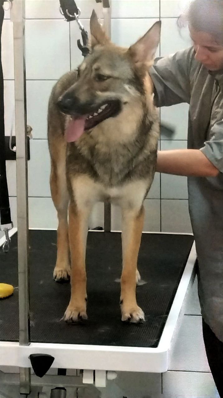 Фото из поста собаки Боня породы Метис / Дворяне в социальной сети Собакин сайт