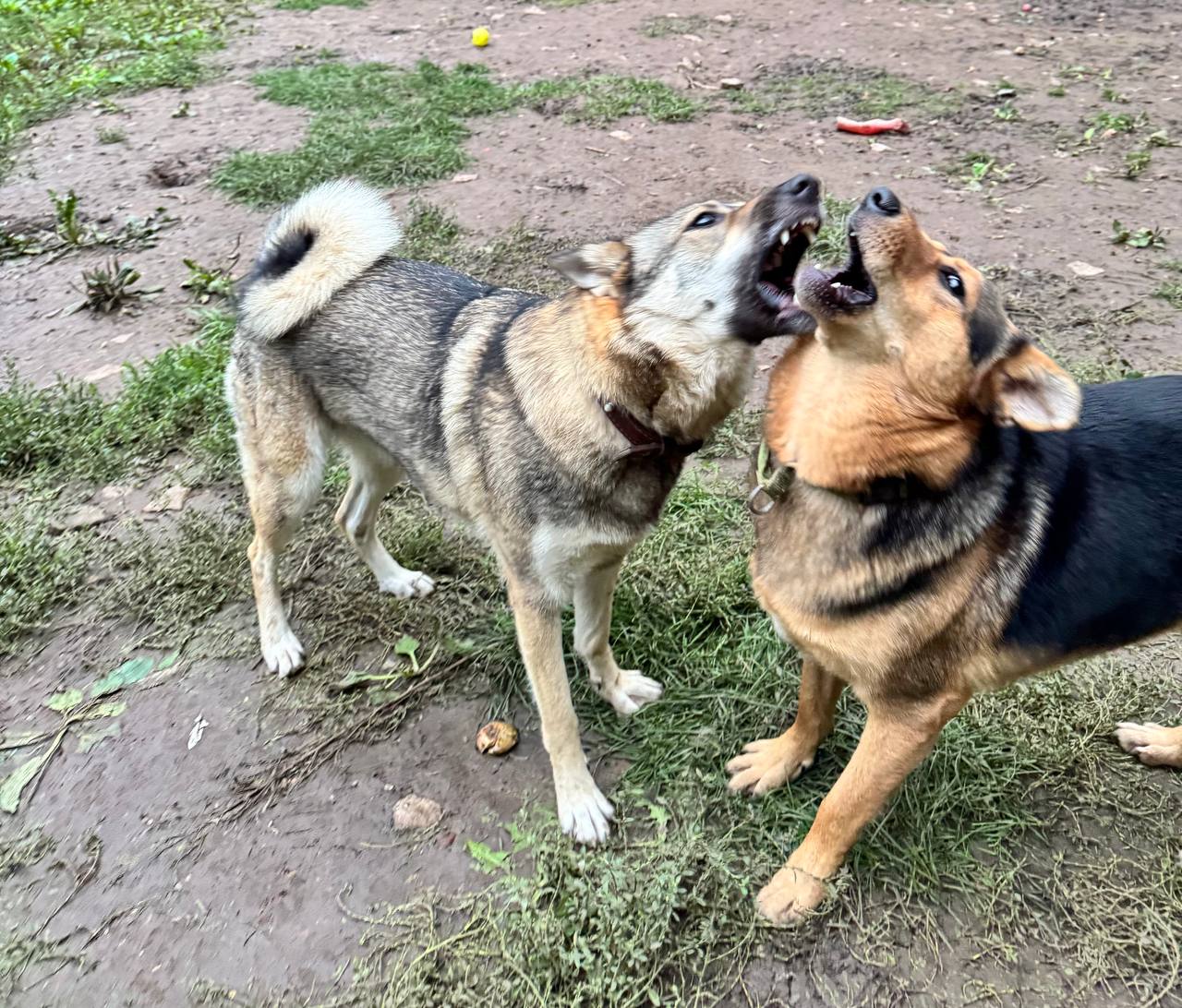 Фото из поста собаки Боня породы Метис / Дворяне в социальной сети Собакин сайт