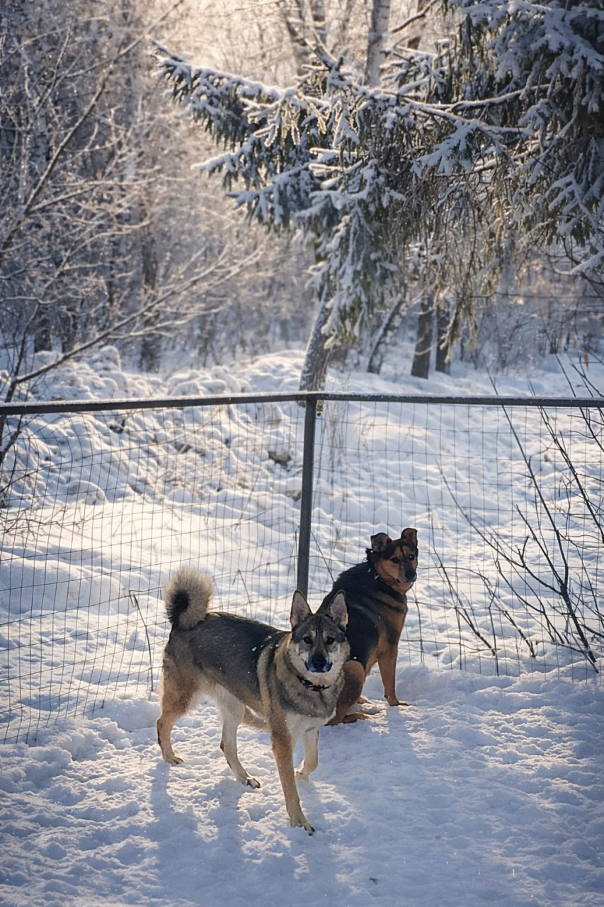 Площадка для выгула собак Территория возле дома 12 по улице Владивостокская в Уфе